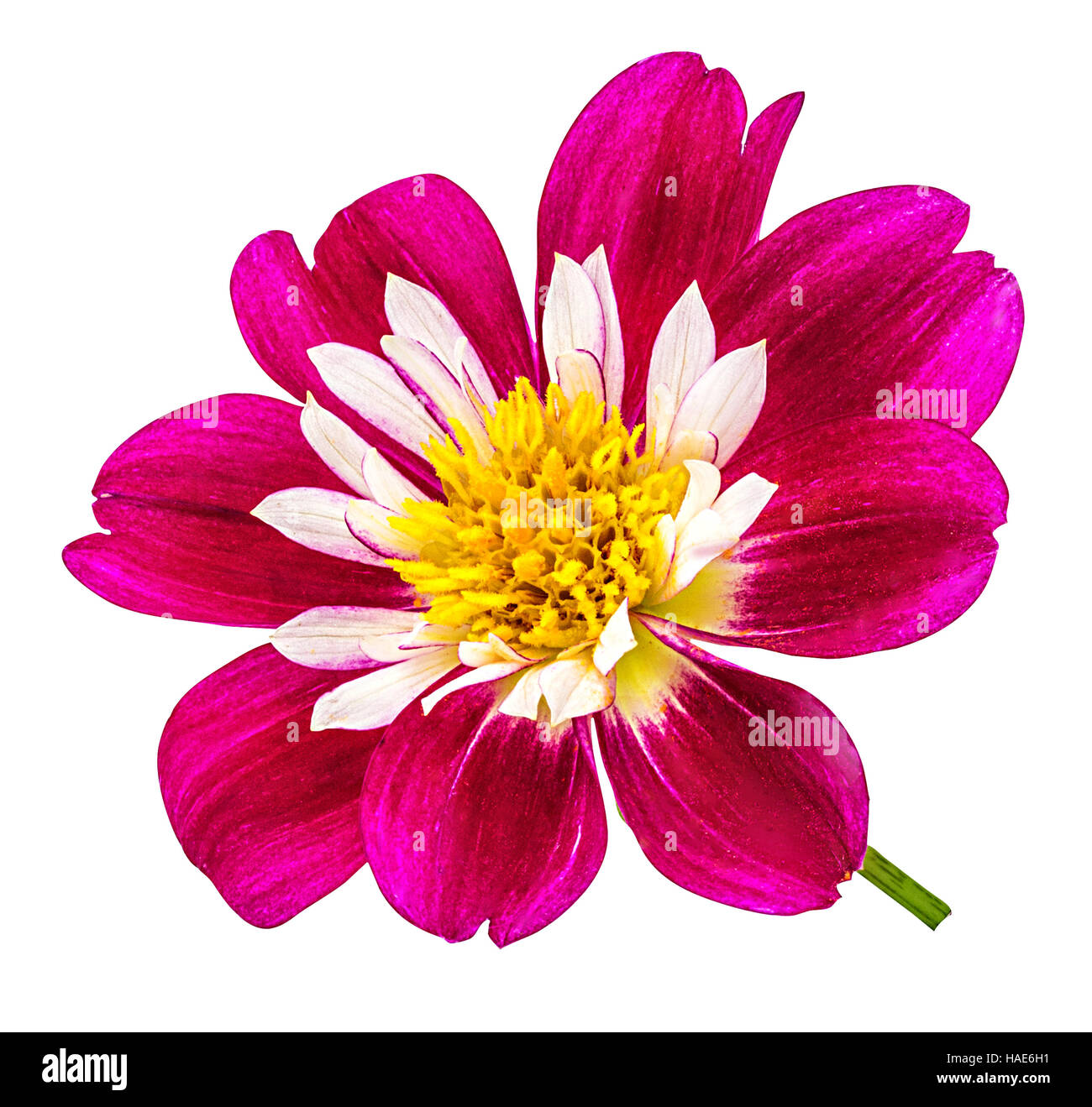 dahlia isolated on white background Stock Photo - Alamy