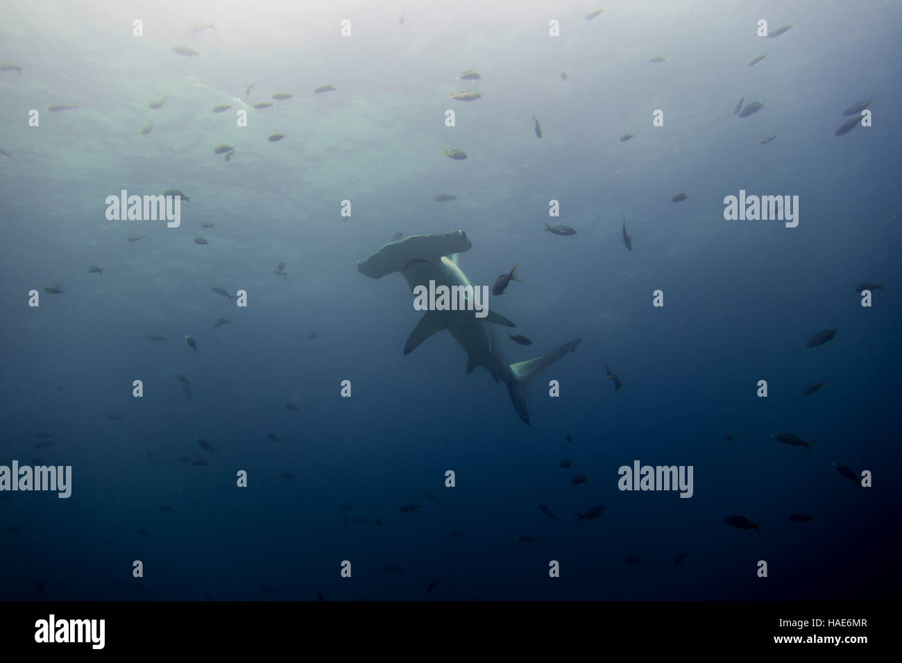 Hammerhead shark malpelo island Stock Photo - Alamy
