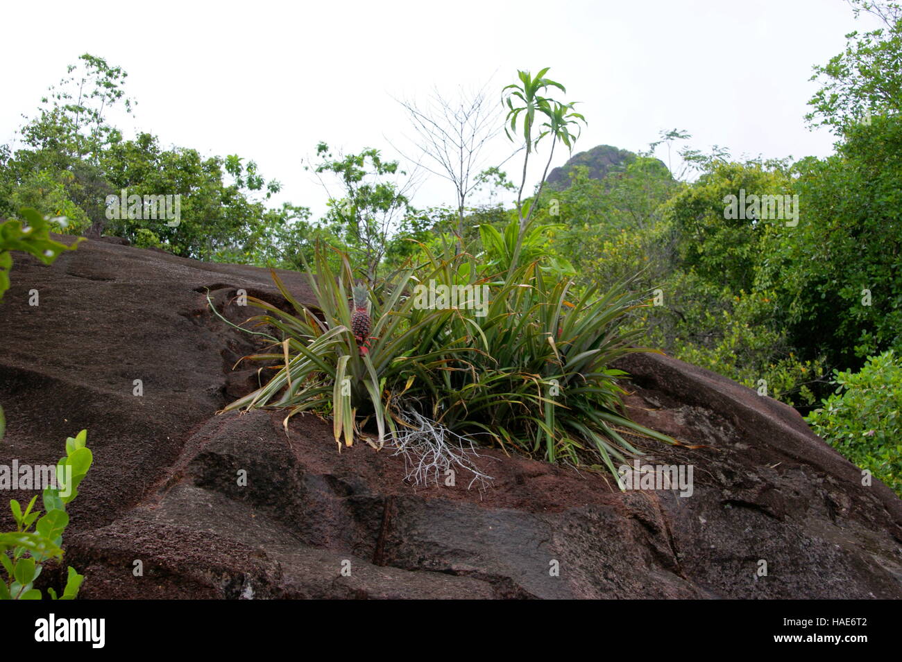Wild pineapples grow in the Seychelles mountains. Stock Photo