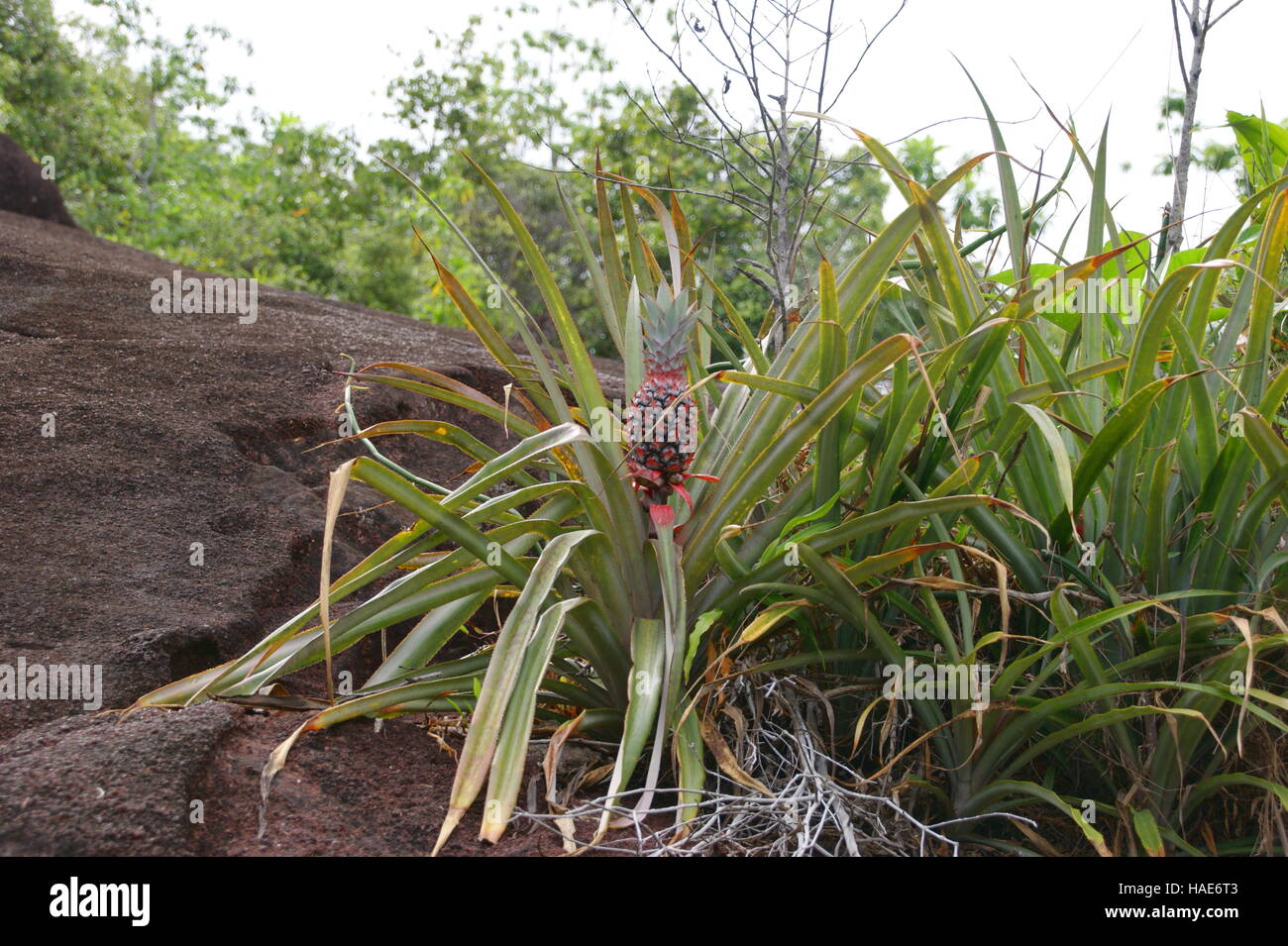 Wild pineapples grow in the Seychelles mountains. Stock Photo