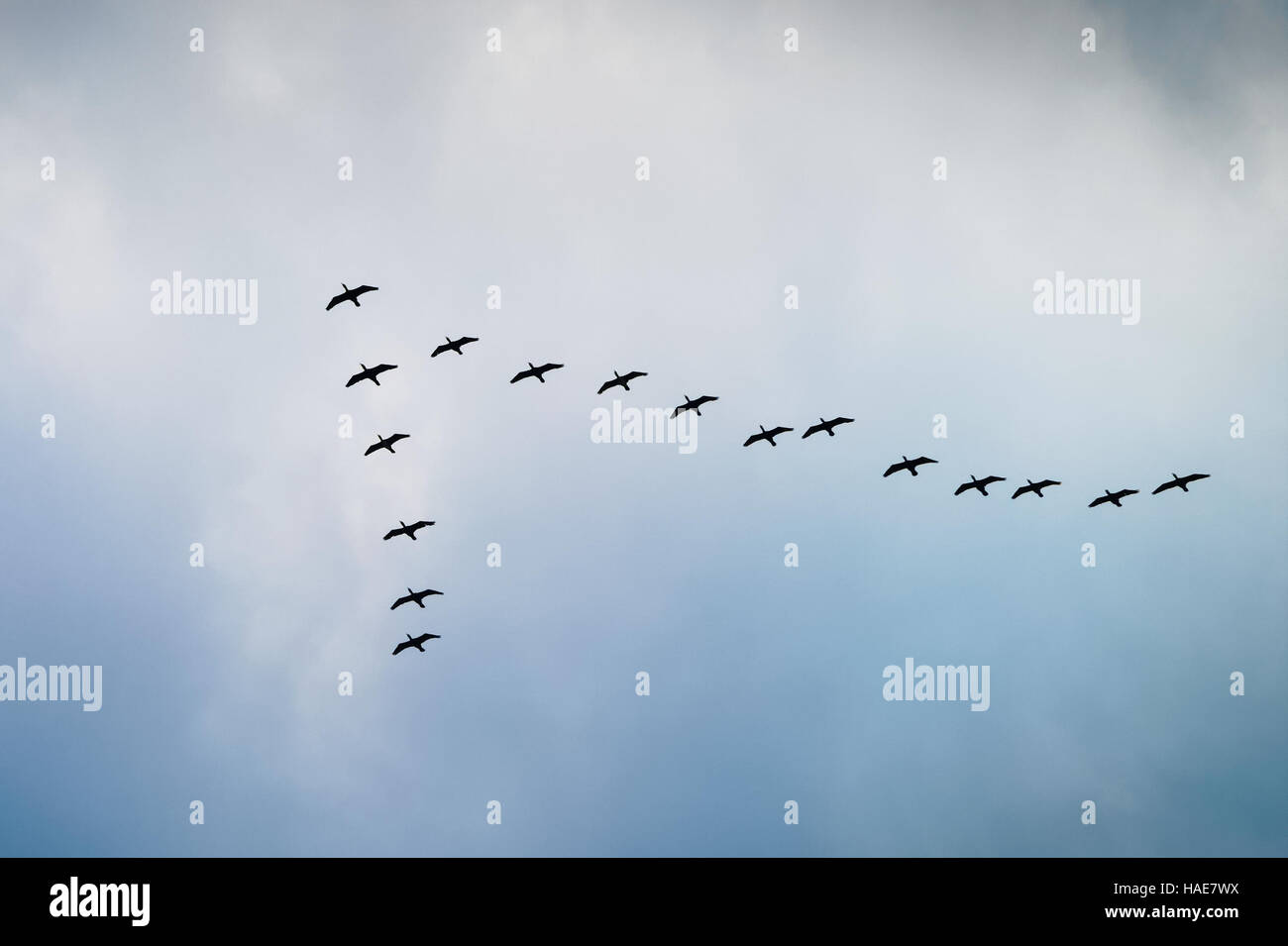 Cormorants flying in a V formation against the cloudy sky. Pomerania
