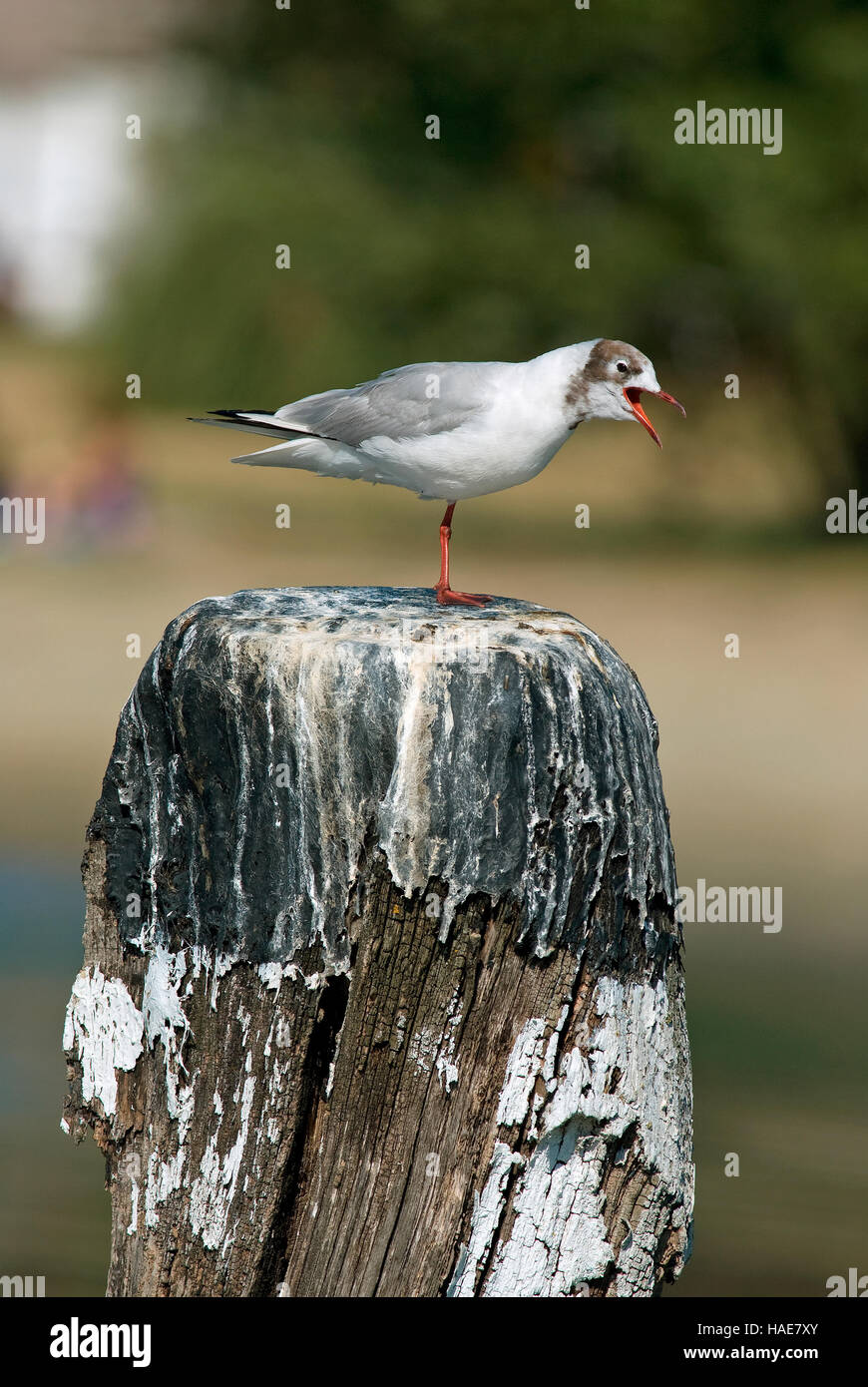 Black-headed gull (Larus ridibundus), Lake Trasimeno, Umbria, Italy Stock Photo