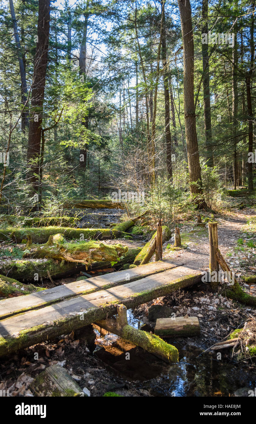 Allegheny National Forest Stock Photo