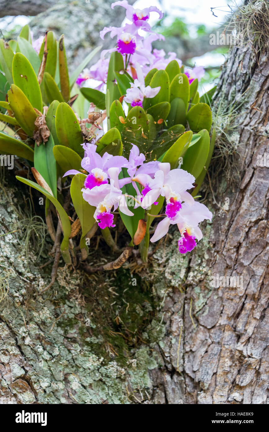 Cattleya trianae orchid growing in a tree in Barichara, Colombia. Cattleya  trianae is the national flower of Colombia Stock Photo - Alamy