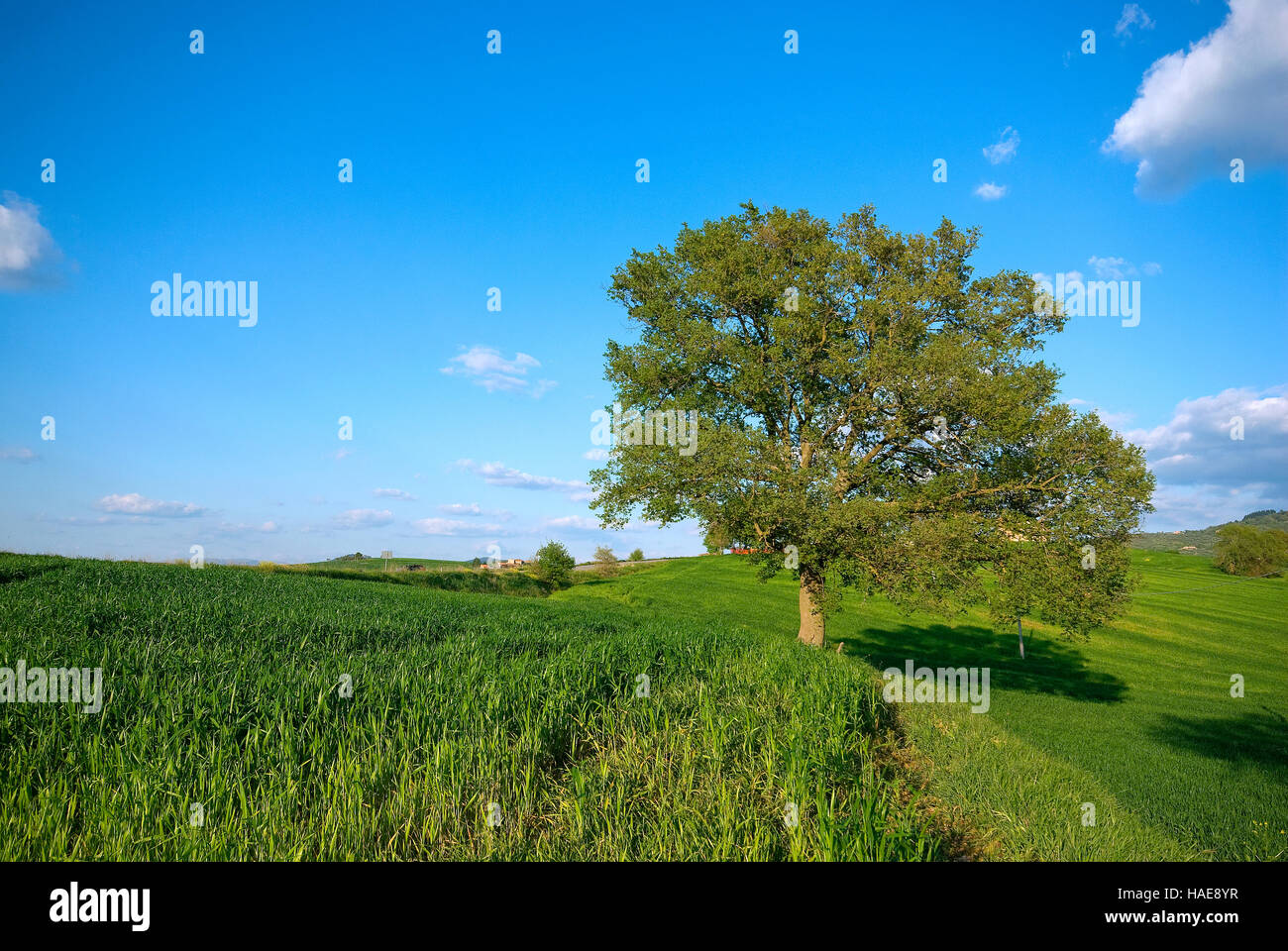 Lonely downy oak (Quercus pubescens) in a field, Umbia, Italy Stock Photo