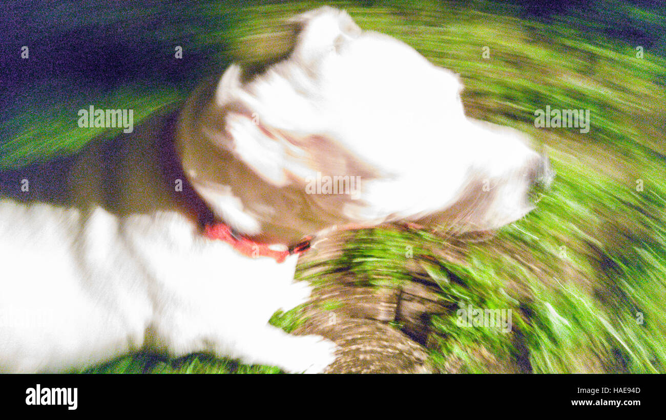 blur action shot of whit American Bulldog in action Stock Photo