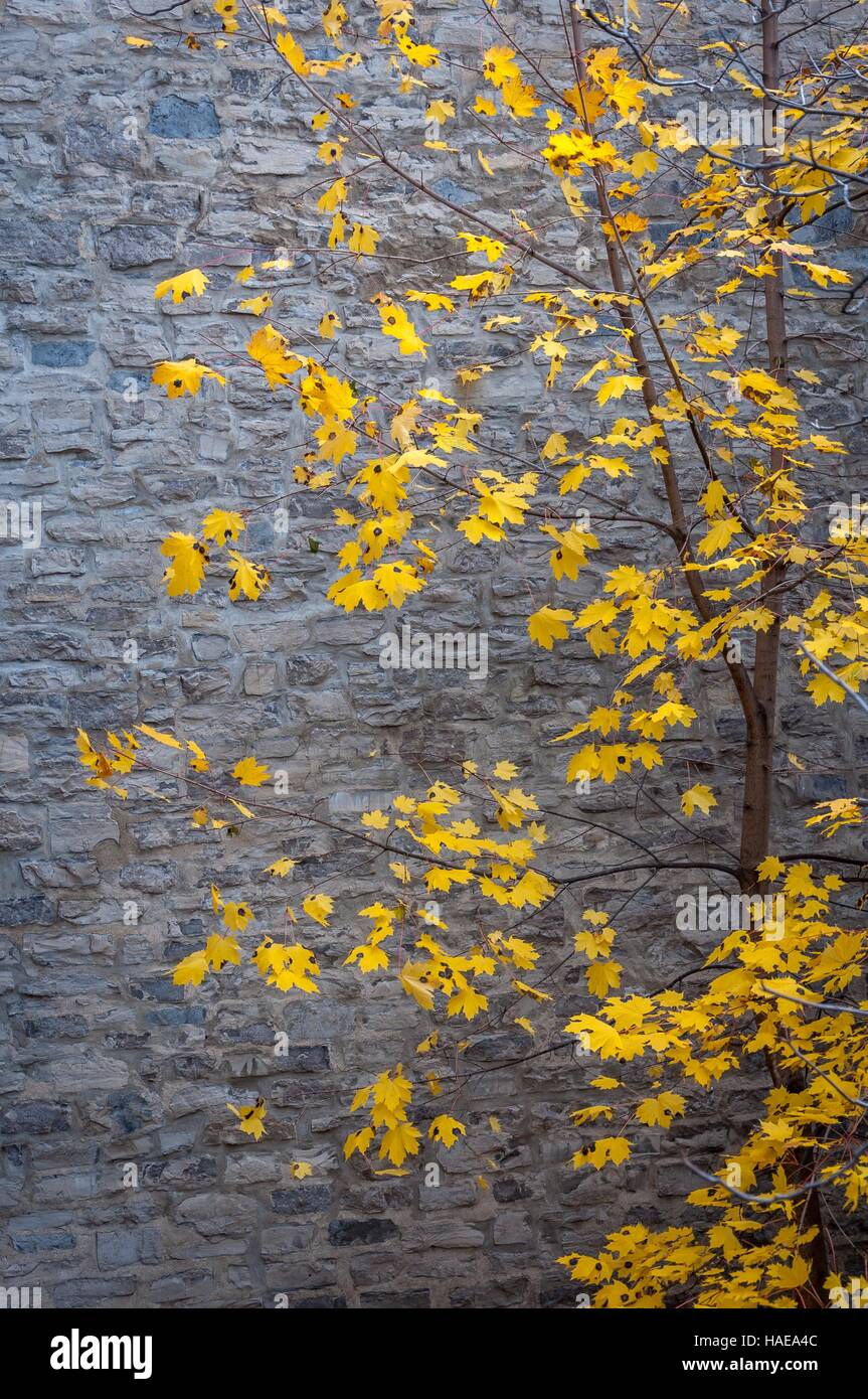 Maple tree in the fall beside a stone wall. Stock Photo