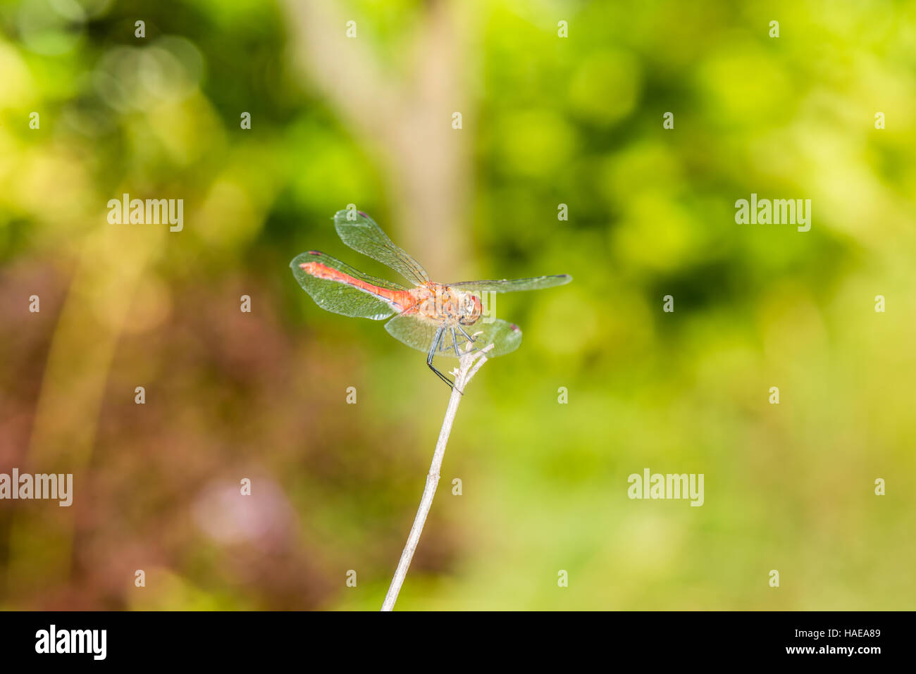 Dragonfly on a branch in the garden Stock Photo - Alamy