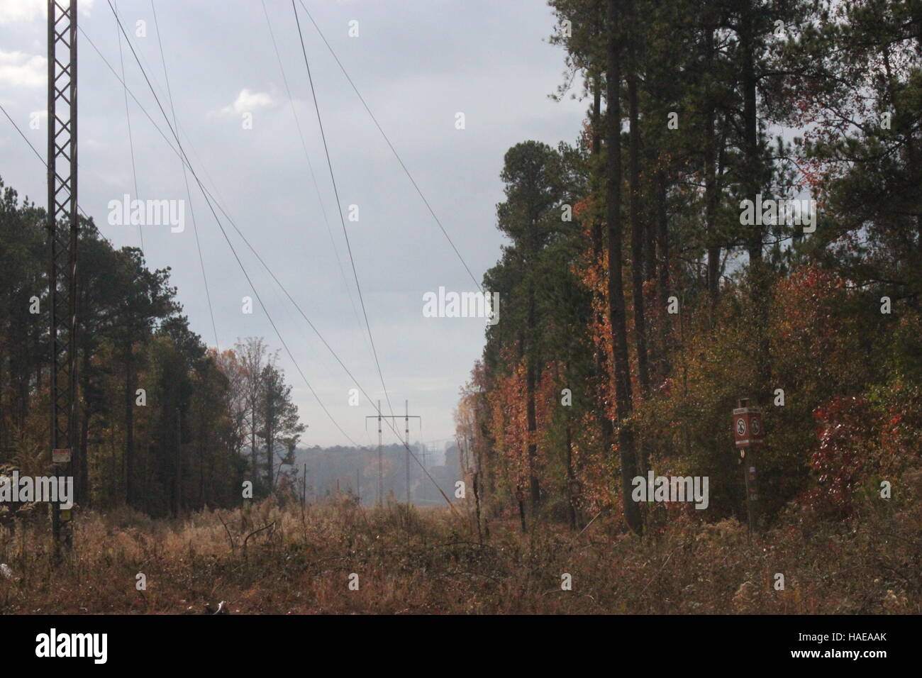 Power lines in between trees Stock Photo Alamy