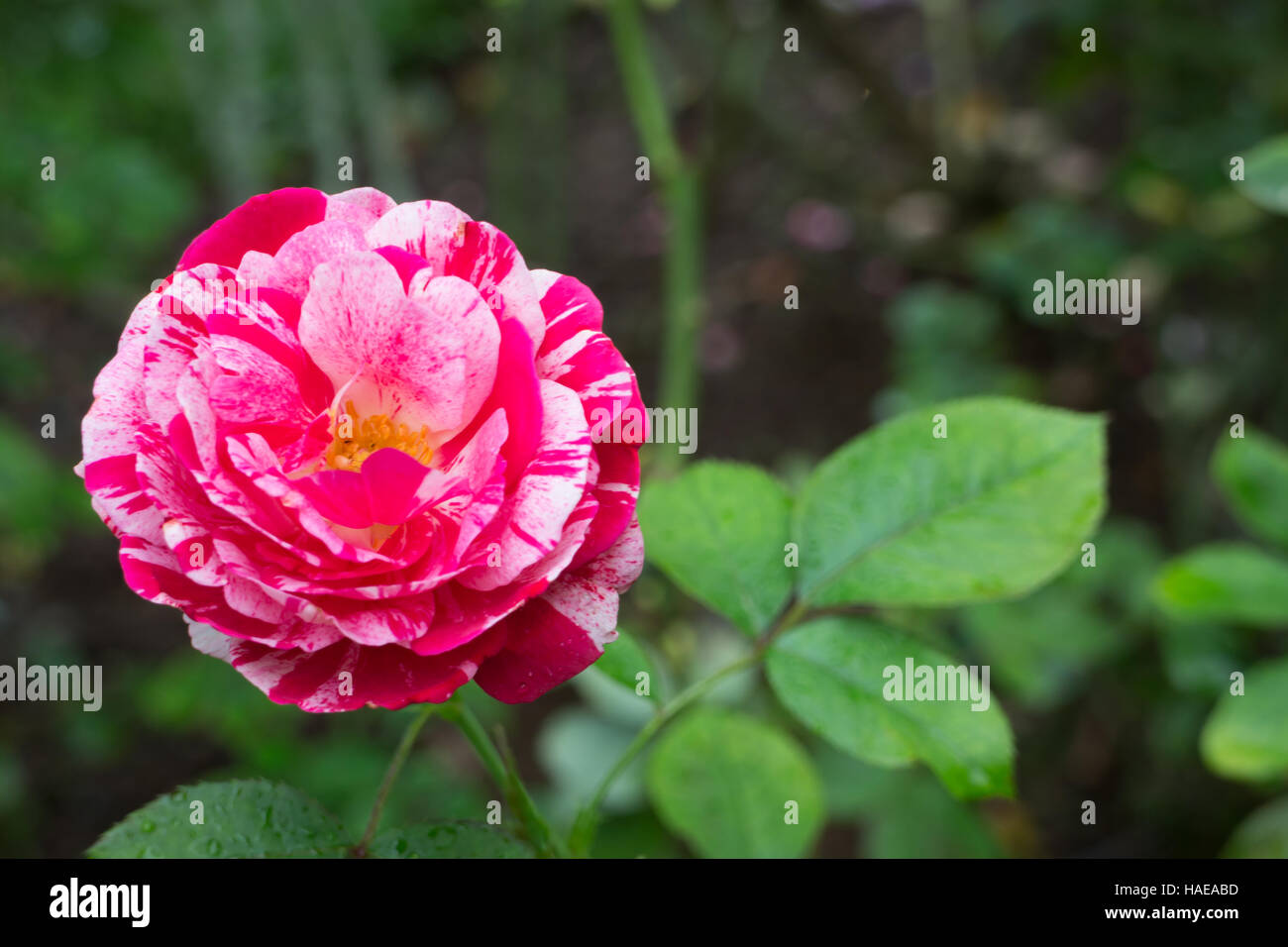 Beautiful pink rose in the garden Stock Photo - Alamy