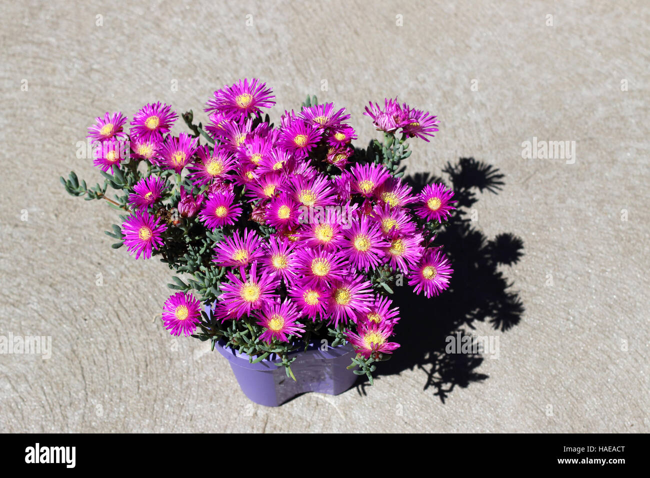 Mesembryanthemum Blueberry Rumble or known as Lampranthus Blueberry Rumble, Pigface Blueberry Rumble, Stock Photo