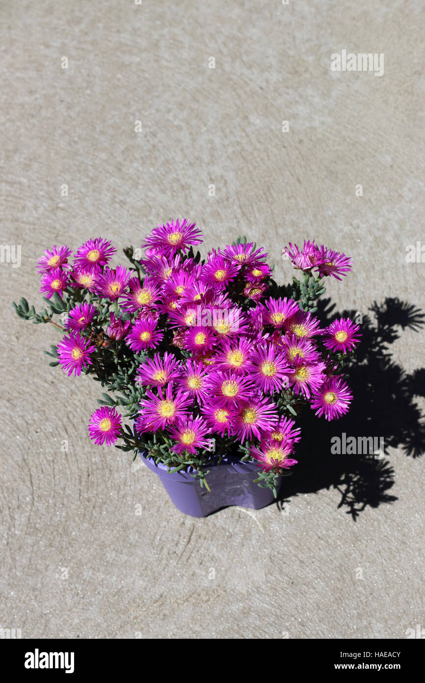 Mesembryanthemum Blueberry Rumble or known as Lampranthus Blueberry Rumble, Pigface Blueberry Rumble, Stock Photo