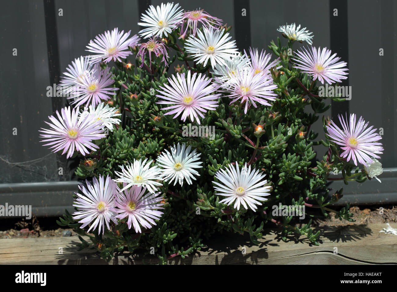 White Mesembryanthemum also known as, ice plant flowers, Livingstone Daisies in full bloom Stock Photo