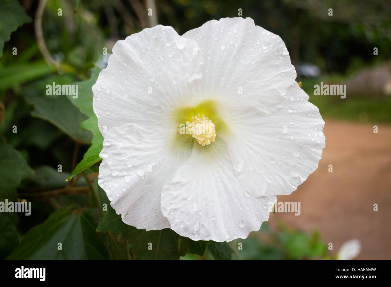 White hibiscus or shoe flower (chaba), stock photo Stock Photo
