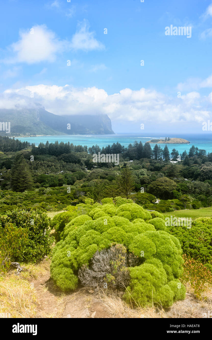 Striking vegetation on Malabar Hill, Lord Howe Island, New South Wales, NSW, Australia Stock Photo