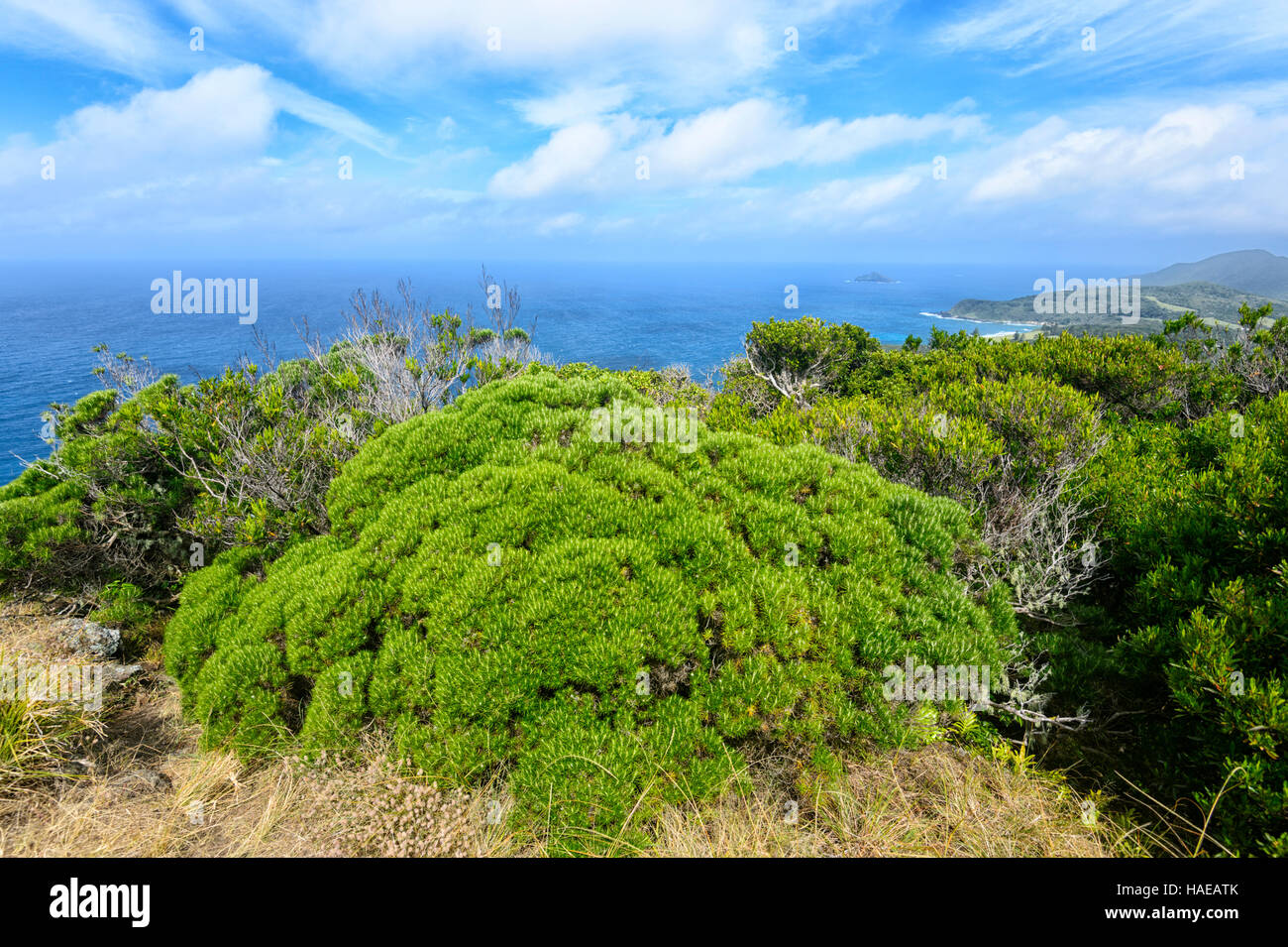 Striking vegetation on Malabar Hill, Lord Howe Island, New South Wales, NSW, Australia Stock Photo