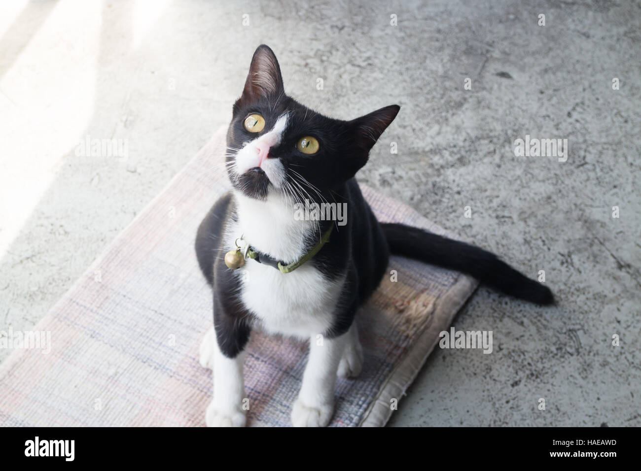 Black and white cat looking up, stock photo Stock Photo - Alamy