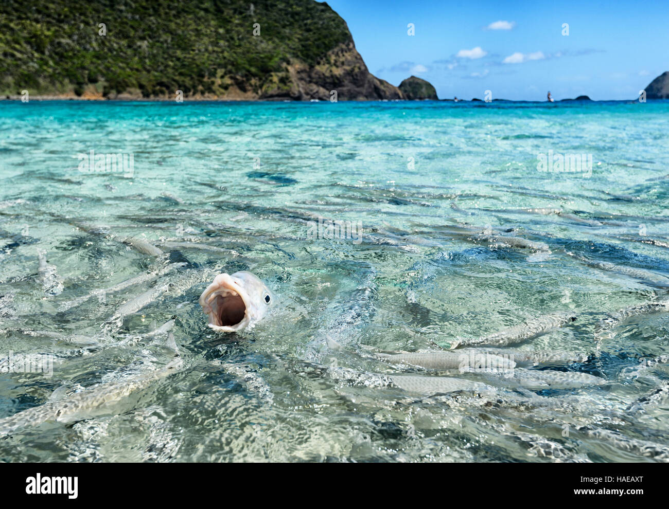 Fish feeding a Yellowtail Kingfish (Seriola lalandi lalandi) and
