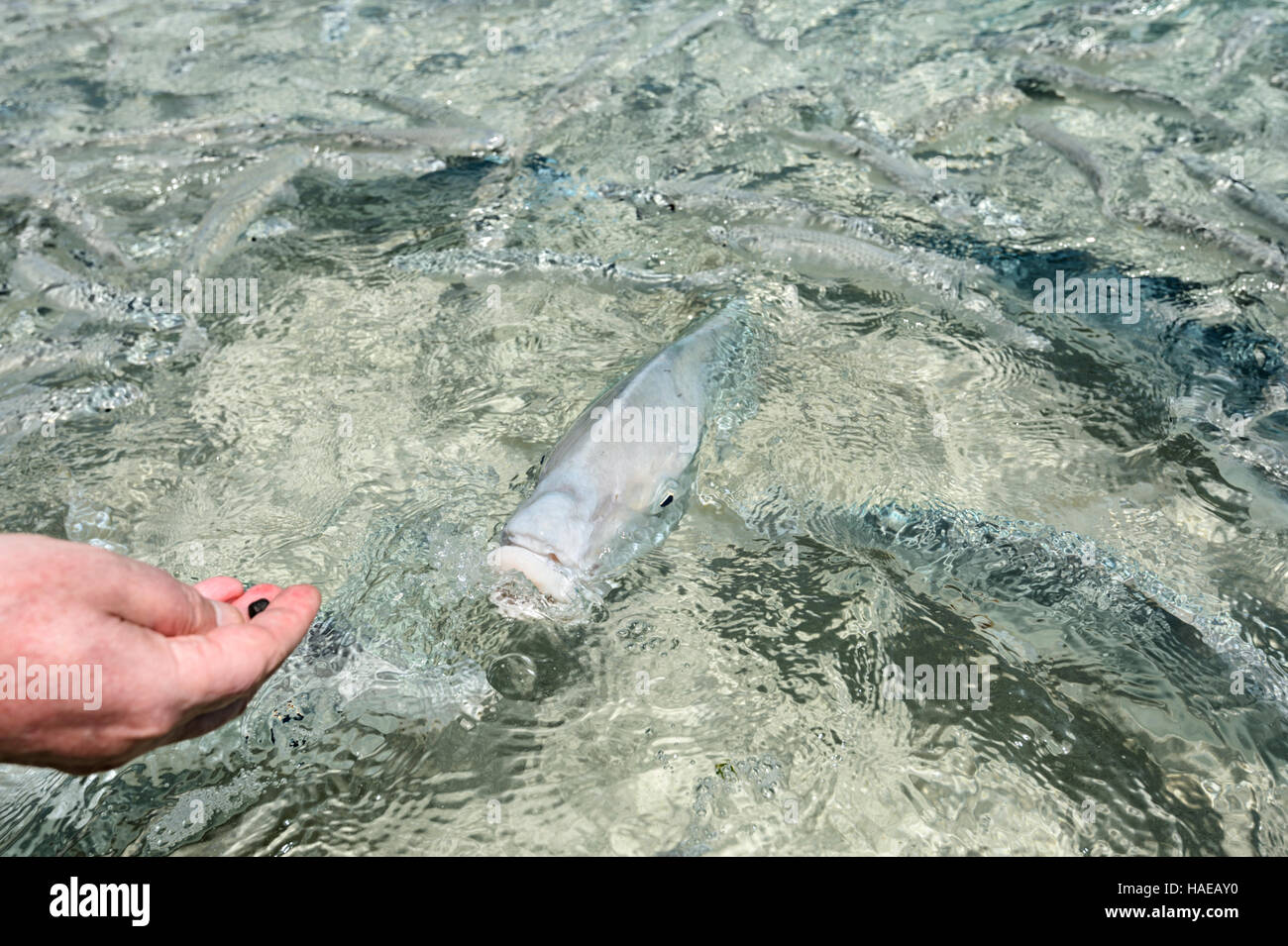 Tourist feeding a Yellowtail Kingfish (Seriola lalandi lalandi) at Ned