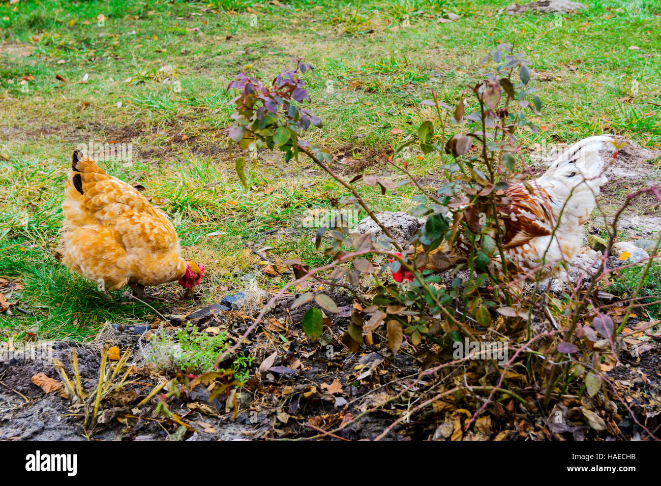 The chicken in the yard of a wooden private house on the lake Stock Photo