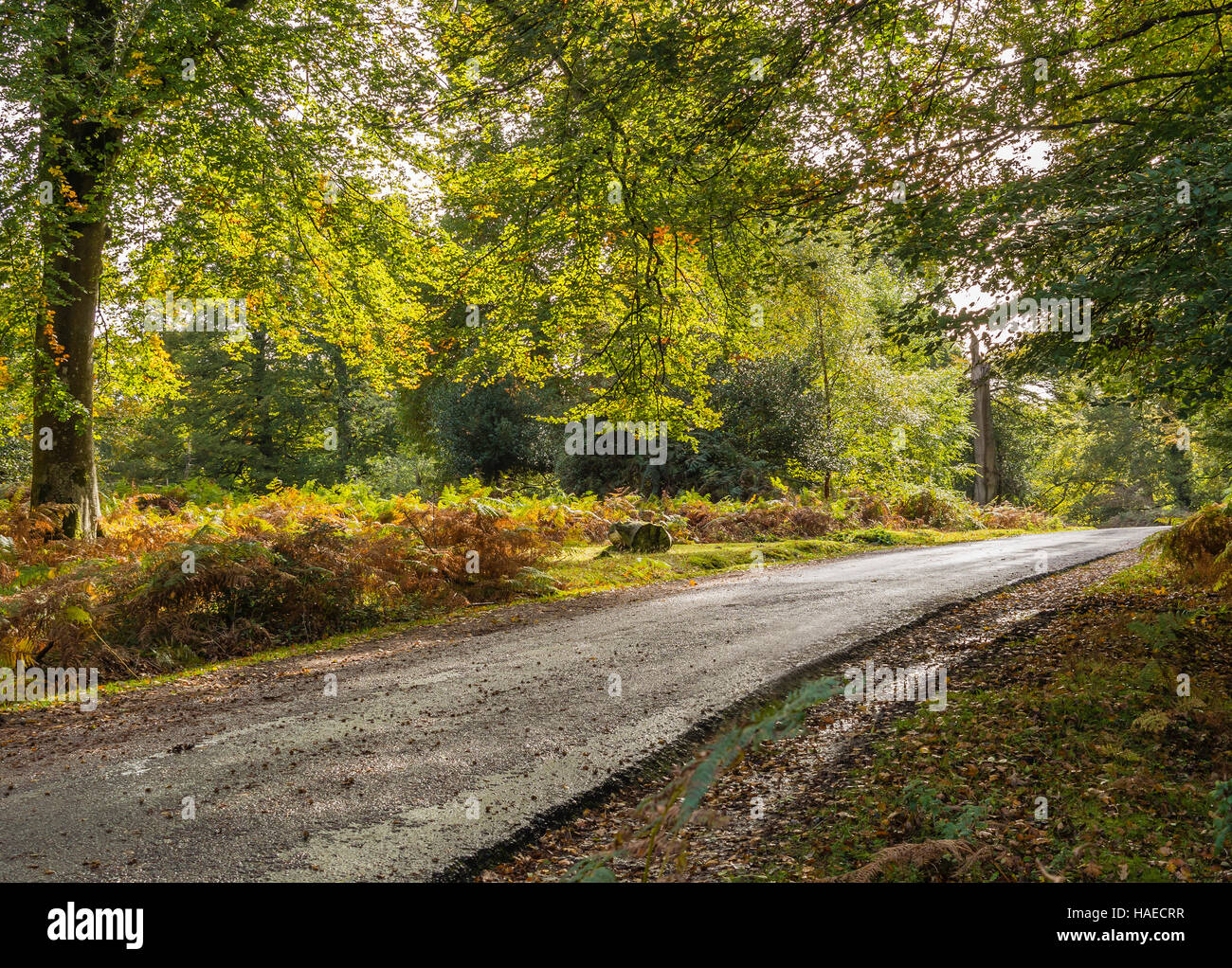A Road in The New Forest National Park, Hampshire, UK Stock Photo