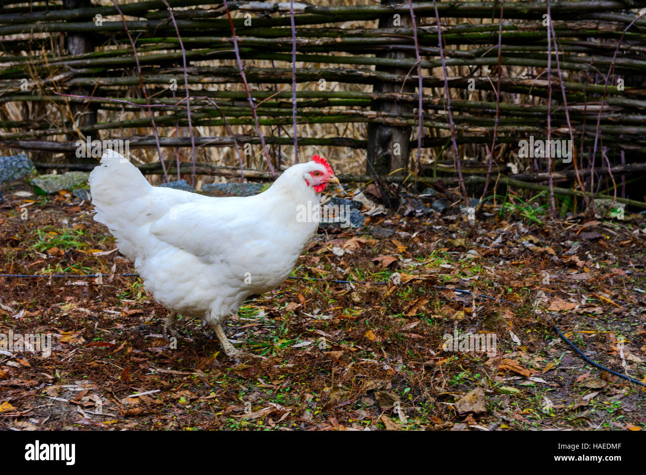 The chicken in the yard of a wooden private house on the lake Stock Photo
