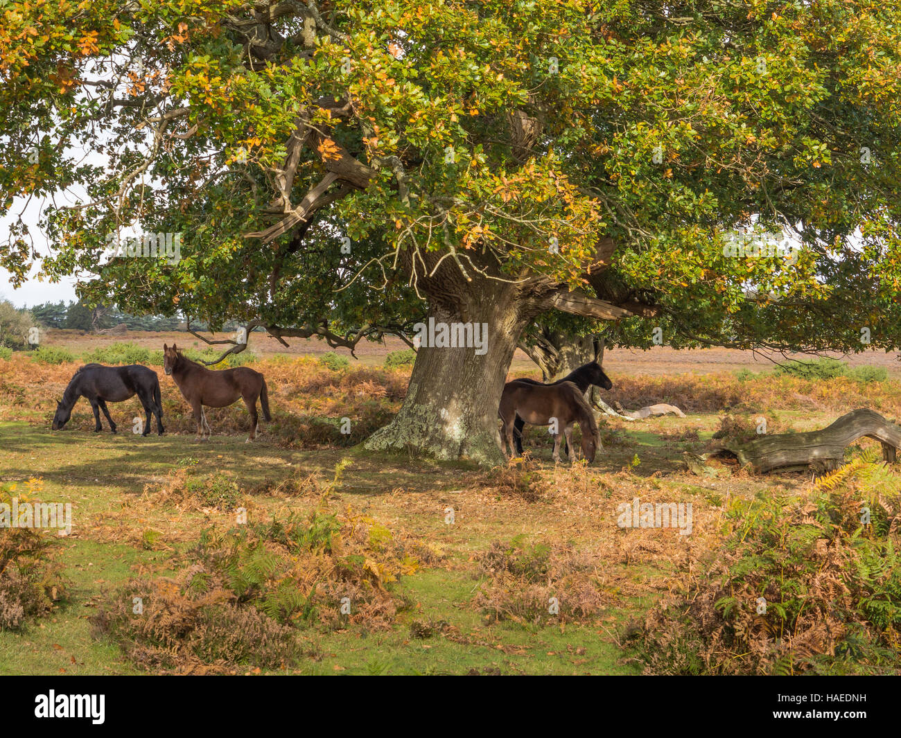 New Forest Ponies in Autumn under an Oak tree, Hampshire, UK Stock Photo