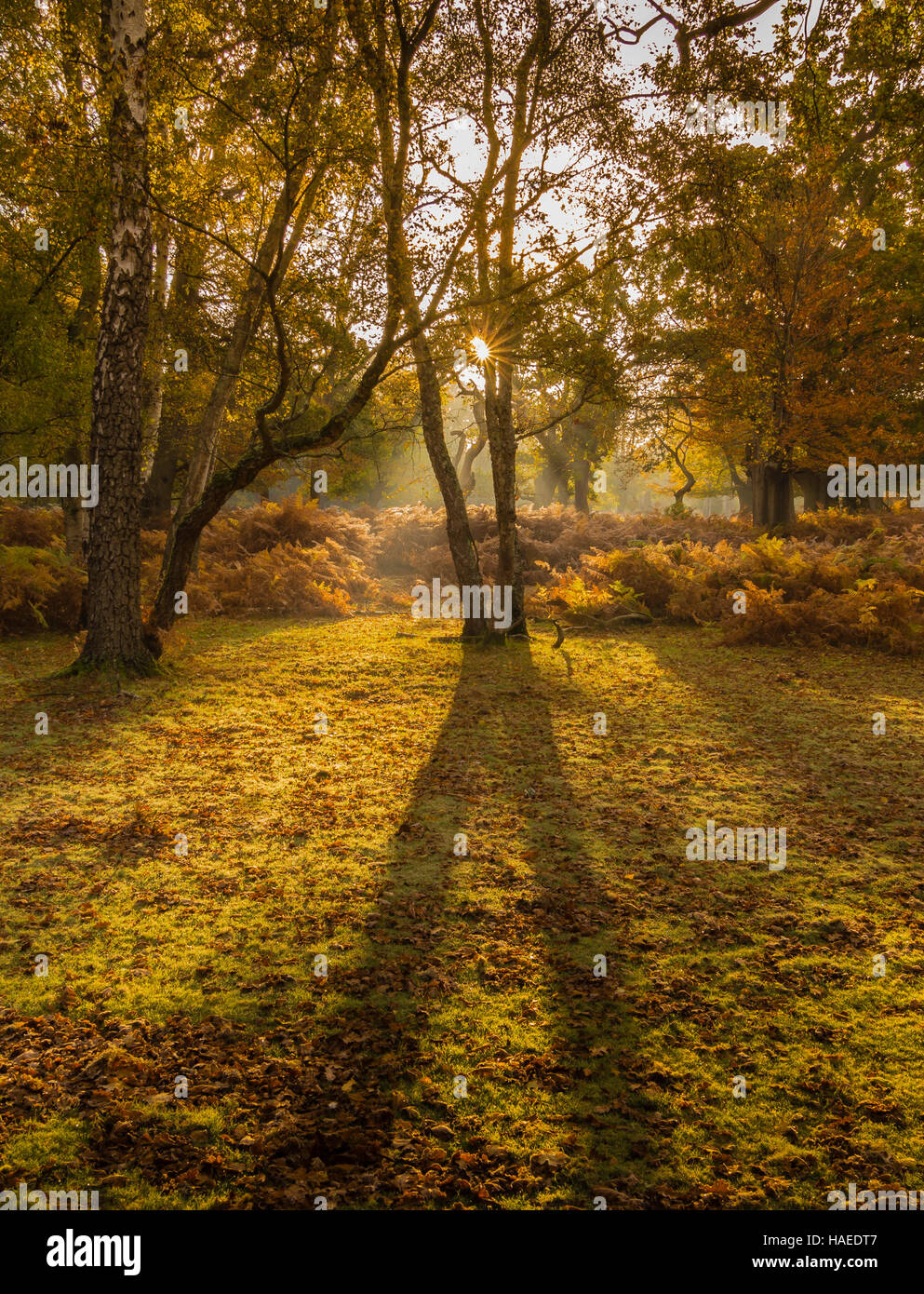 Autumn in The New Forest National Park at Sunrise, Hampshire, UK Stock Photo