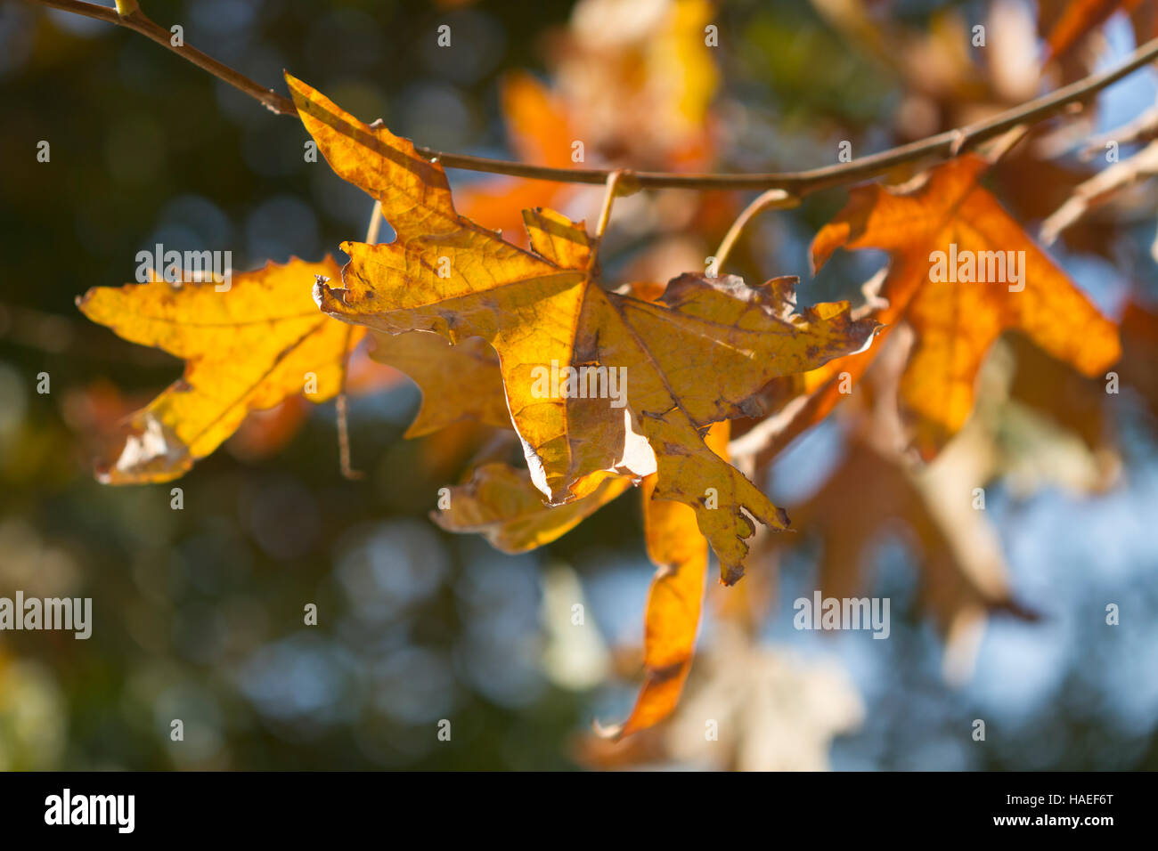 maple branch with yellow leaves Stock Photo - Alamy