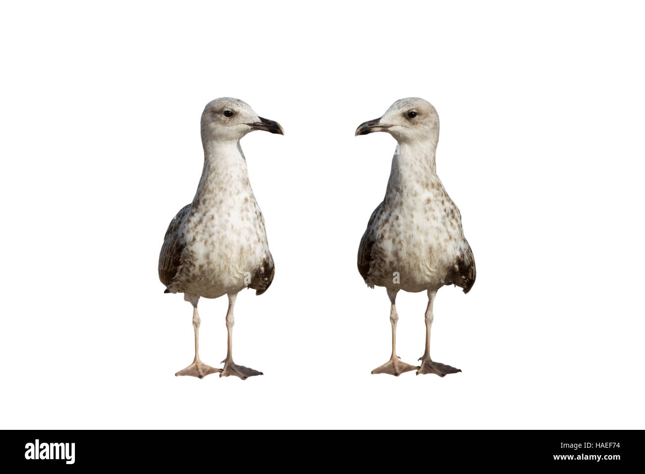 Two seagulls looking at each other on the white background Stock Photo