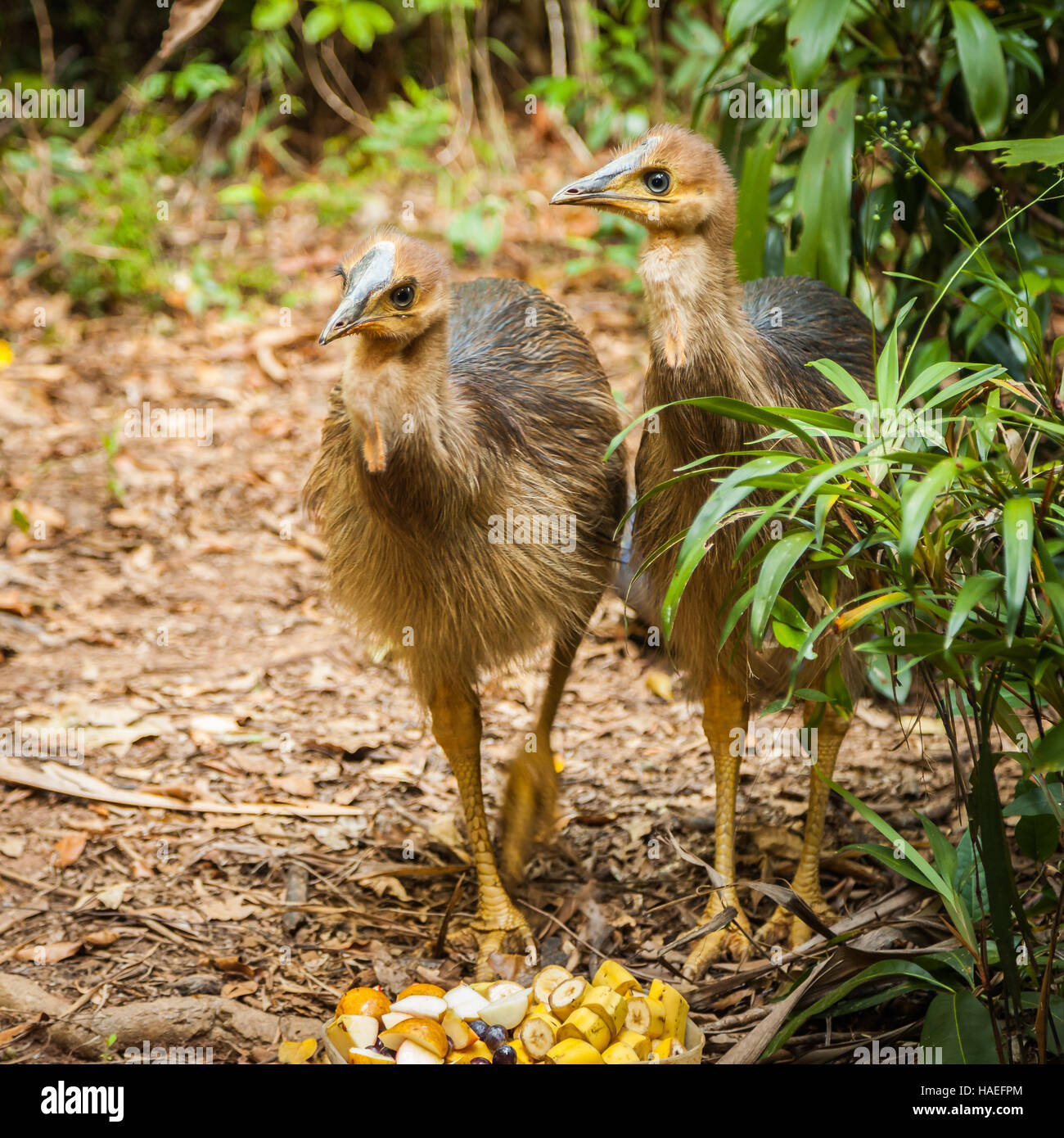 Ratites hires stock photography and images Alamy