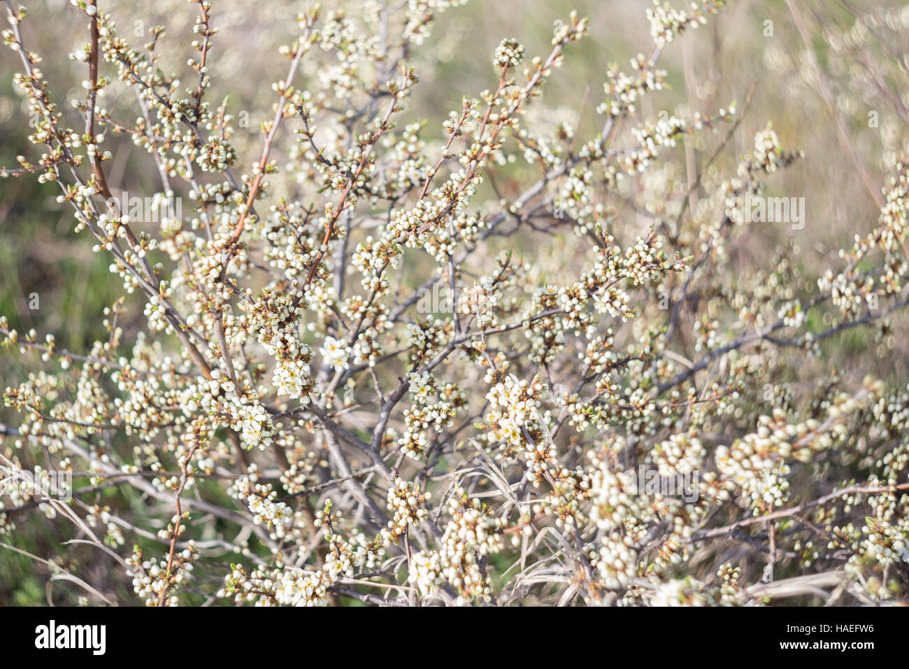 Blackthorn in bloom hi-res stock photography and images - Alamy