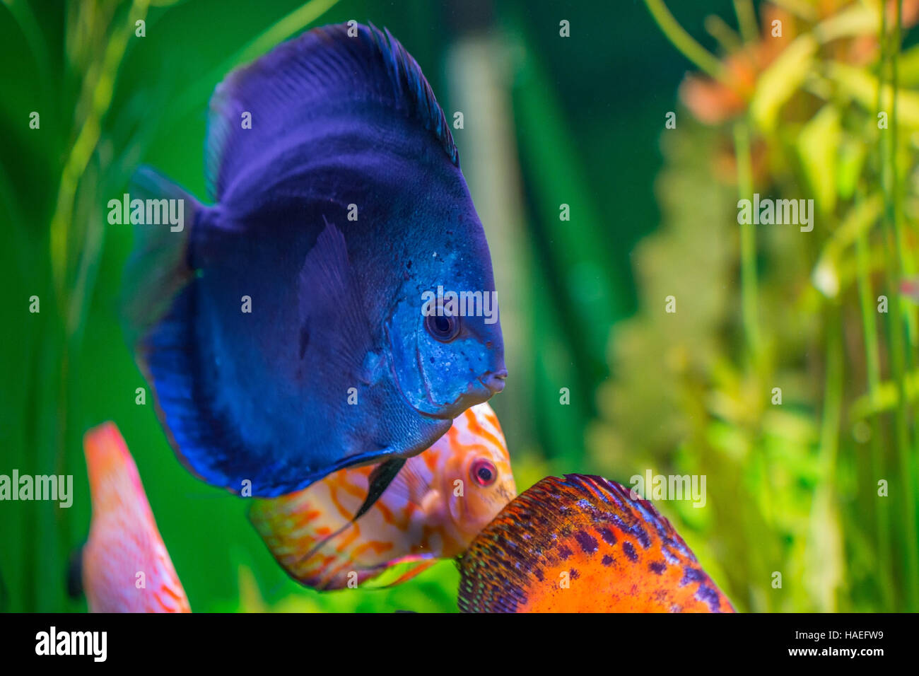 Discus in aquarium Stock Photo Alamy