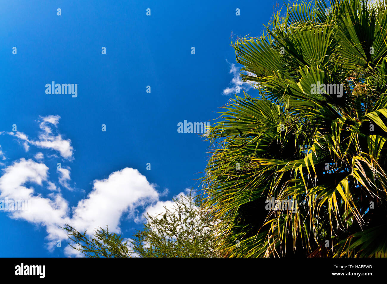 Tropical plants on sky background Stock Photo - Alamy