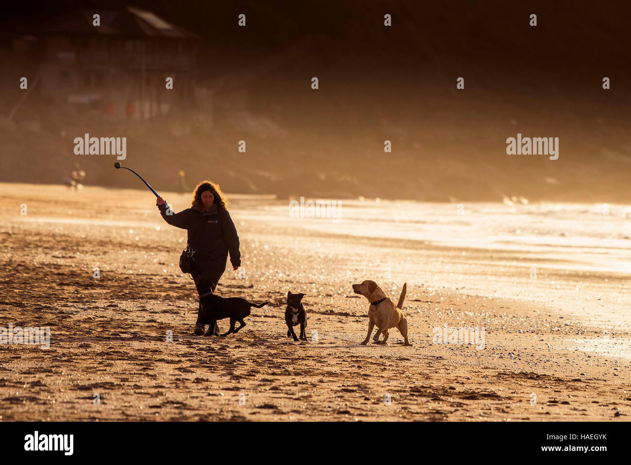 A woman playing with her dogs on Fistral Beach in Newquay, Cornwall. Stock Photo