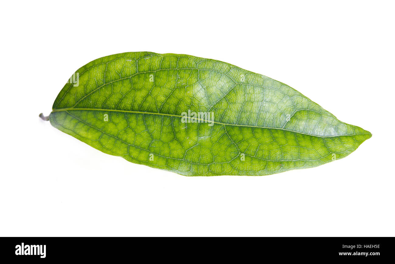 Tiliacora triandra leaf (Also named as Bai ya nang or Bai yanang in Thai,  voar yeav in Khmer, Menispermaceae triandra or simply bamboo grass) green  le Stock Photo - Alamy