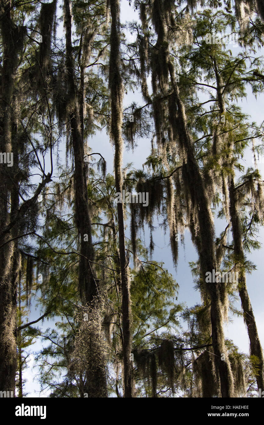 Spanish Moss catches the sun in Okenfenokee Swamp Park Stock Photo Alamy