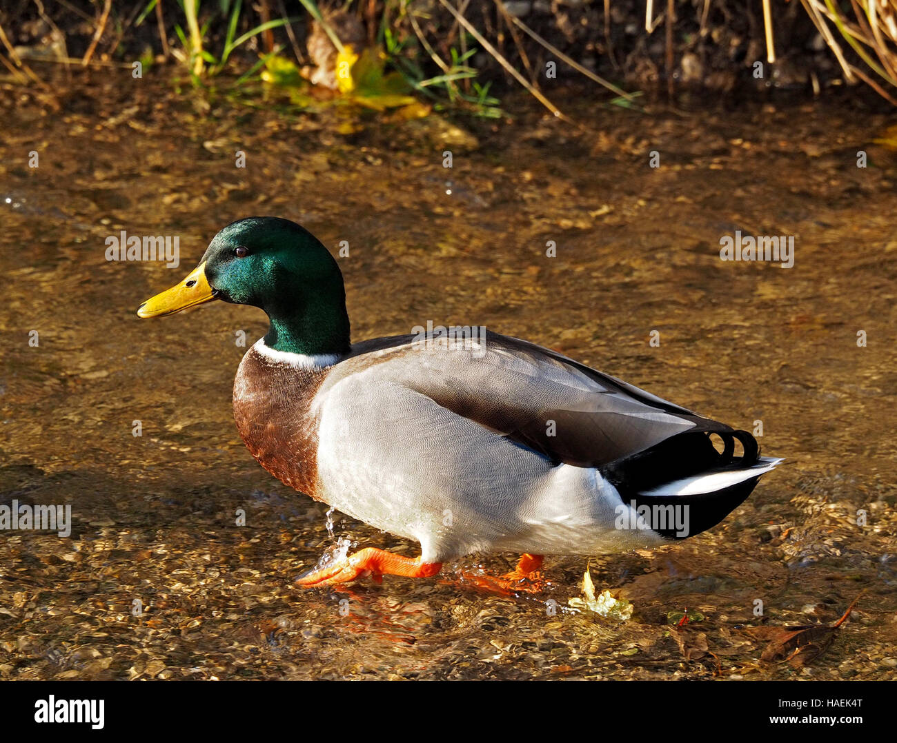 well lit drake mallard  (Anas platyrhynchos) in profile paddling in shallow stream Stock Photo