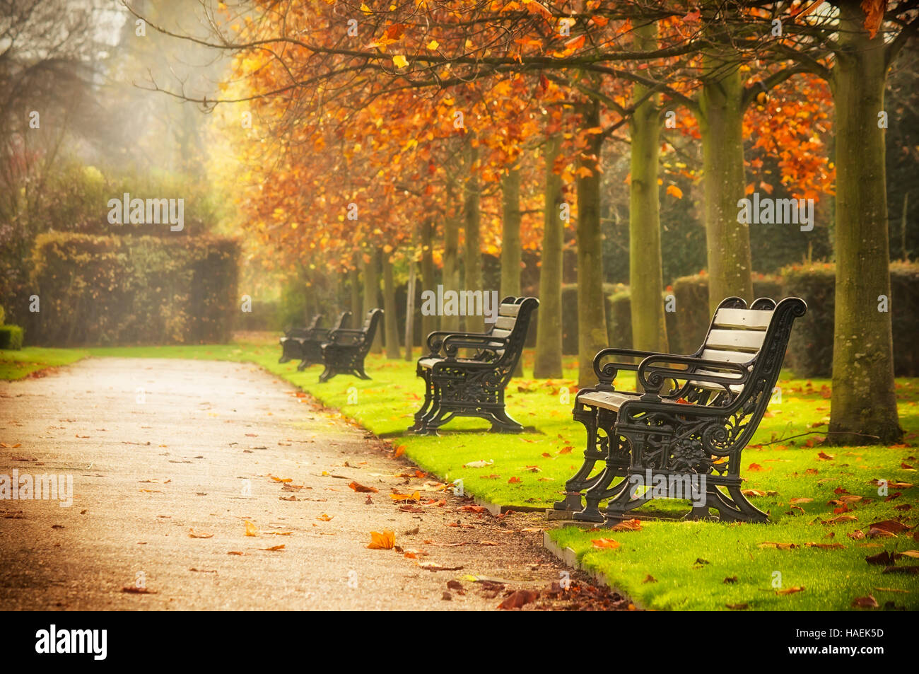Benches in autumn park Stock Photo - Alamy