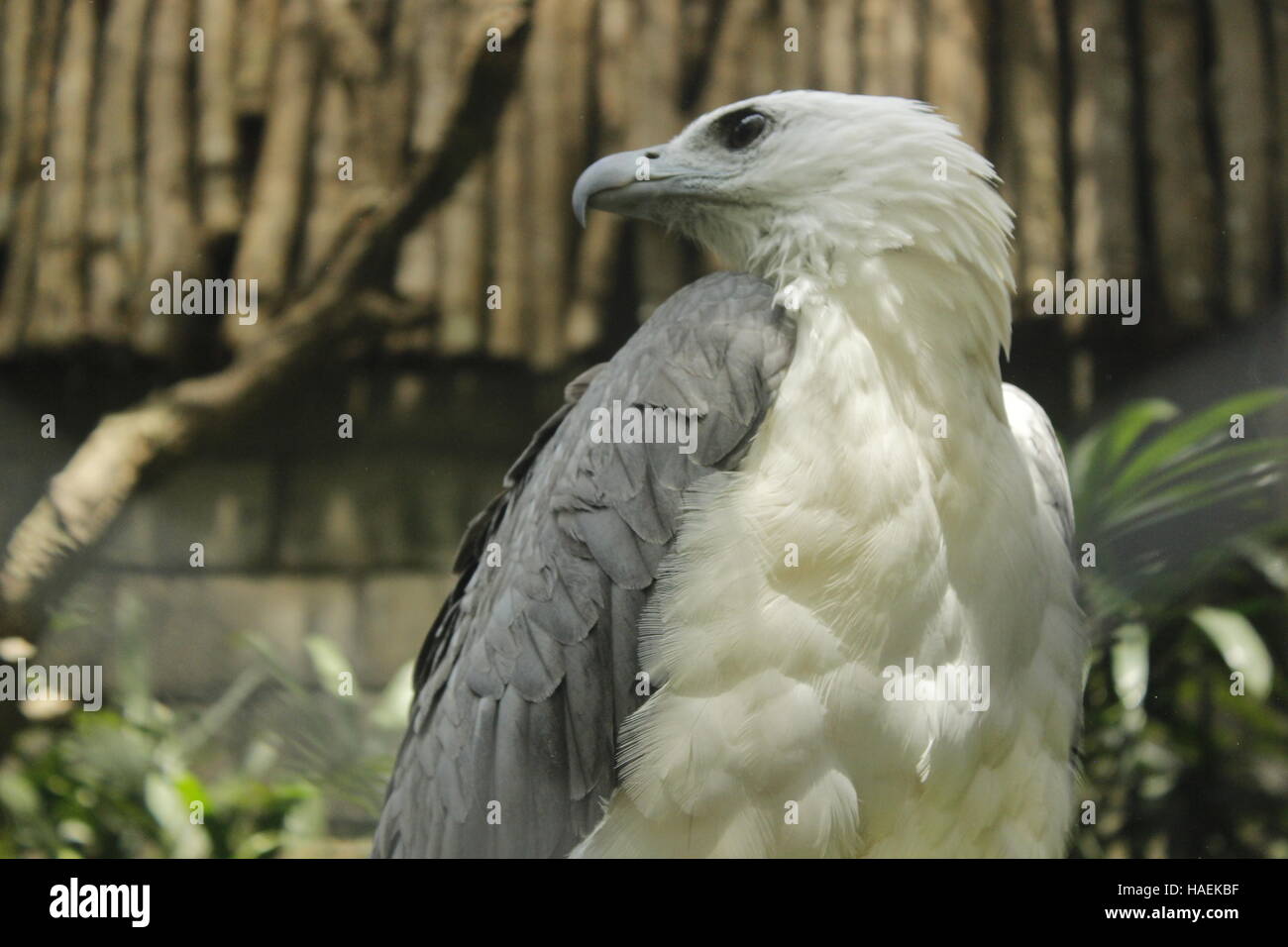 eagle with grey and white feathers have dark eyes Stock Photo