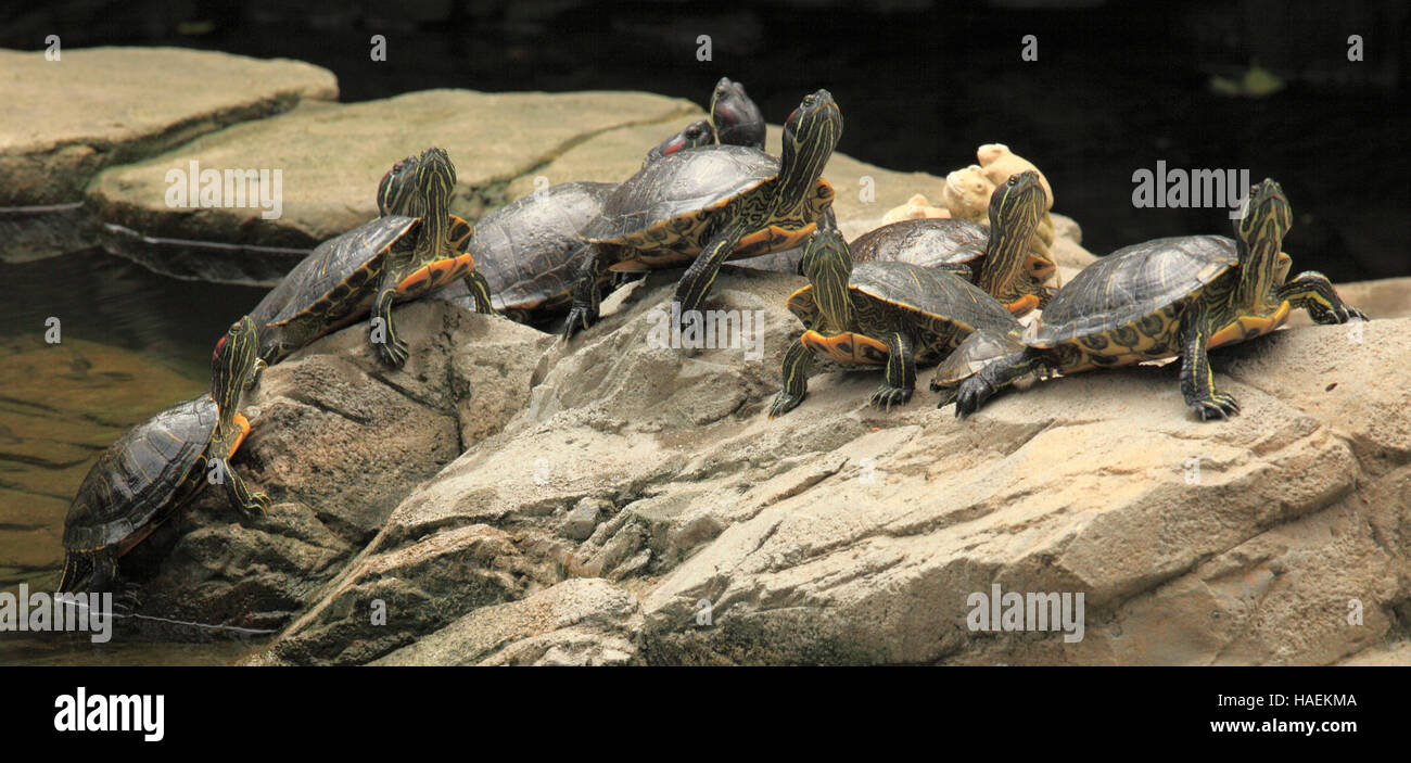 China, Hong Kong, Central district, Hong Kong Park, turtles Stock Photo
