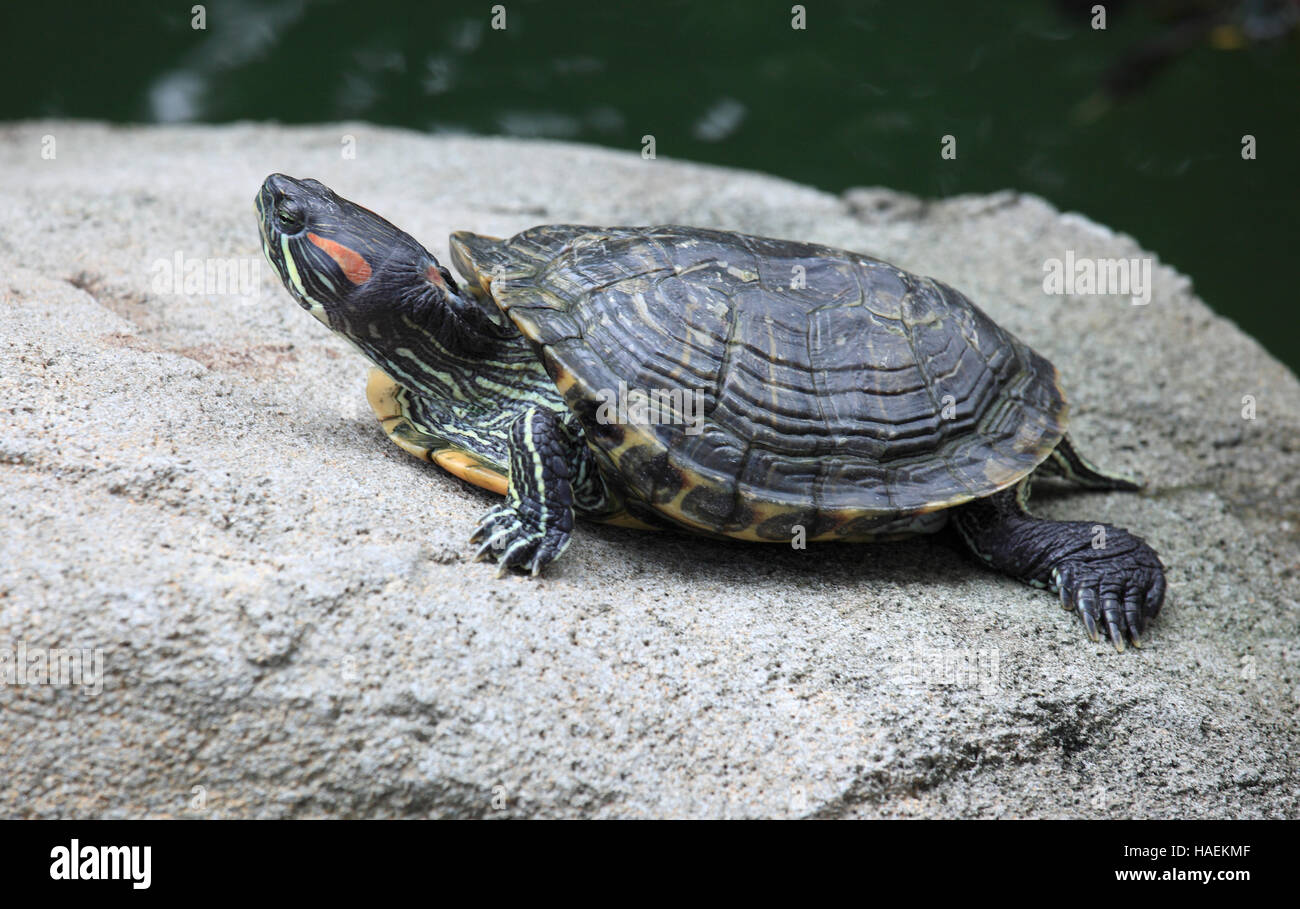 China, Hong Kong, Central district, Hong Kong Park, turtle Stock Photo