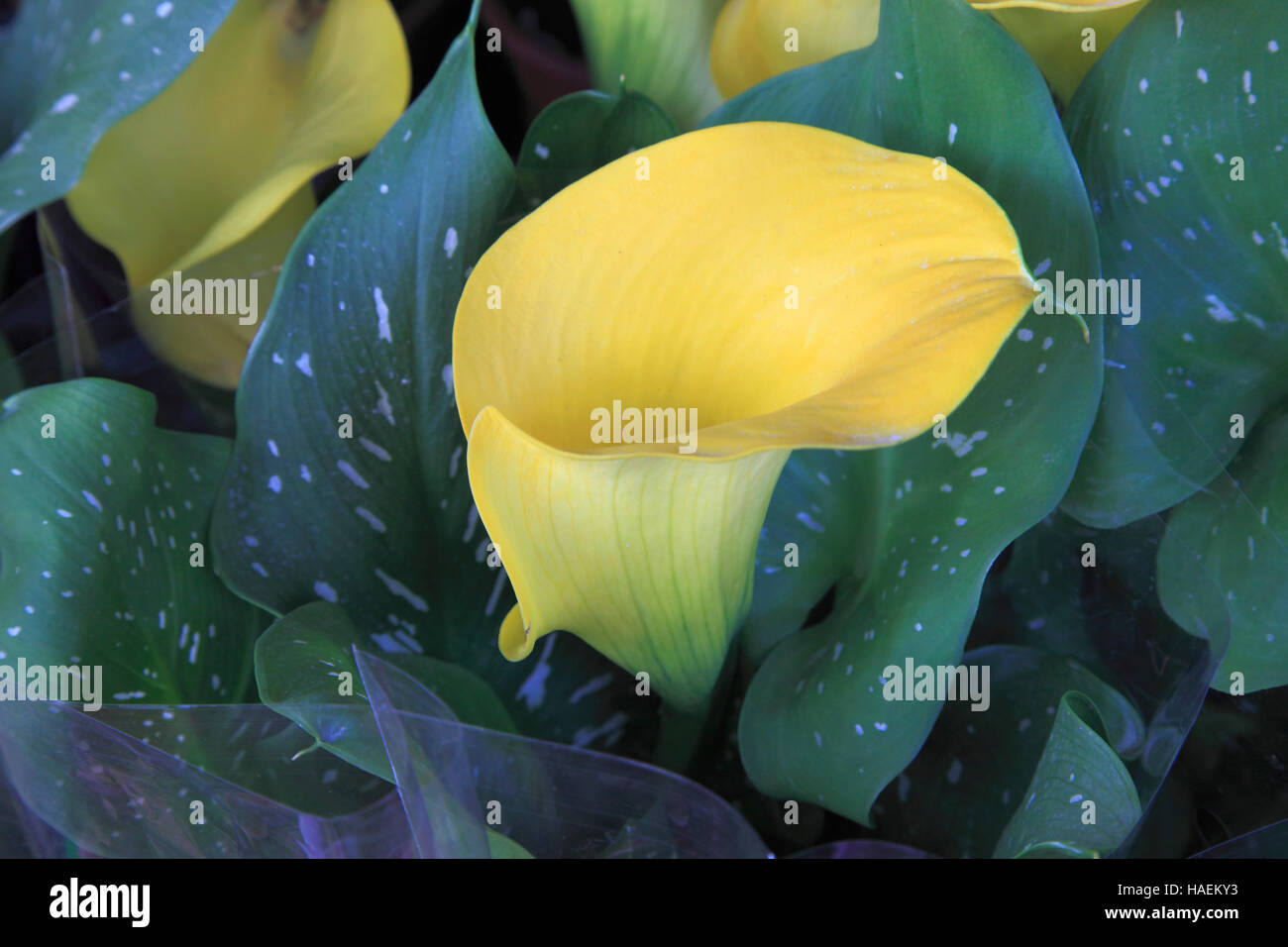 China, Hong Kong, Kowloon, Flower Market, flowers Stock Photo Alamy