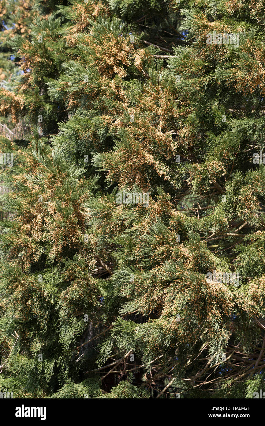 Mammutbaum, Riesen-Mammutbaum, Riesenmammutbaum, Berg-Mammutbaum, Wellingtonie, Sequoiadendron giganteum, Wellingtonia giganteum, giant sequoia, giant Stock Photo