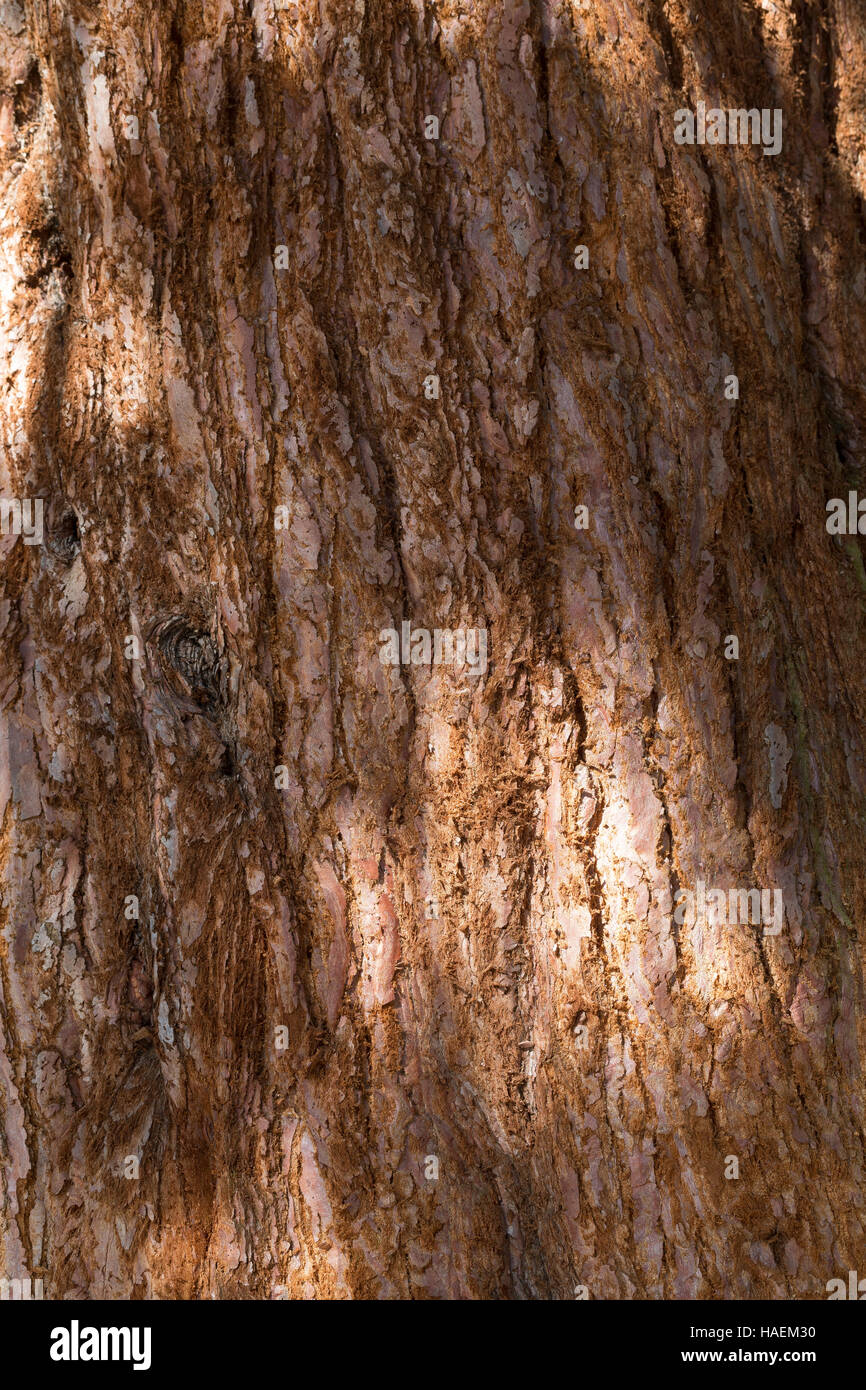 Mammutbaum, Riesen-Mammutbaum, Riesenmammutbaum, Berg-Mammutbaum, Wellingtonie, Rinde, Borke, Stamm, Sequoiadendron giganteum, Wellingtonia giganteum, Stock Photo
