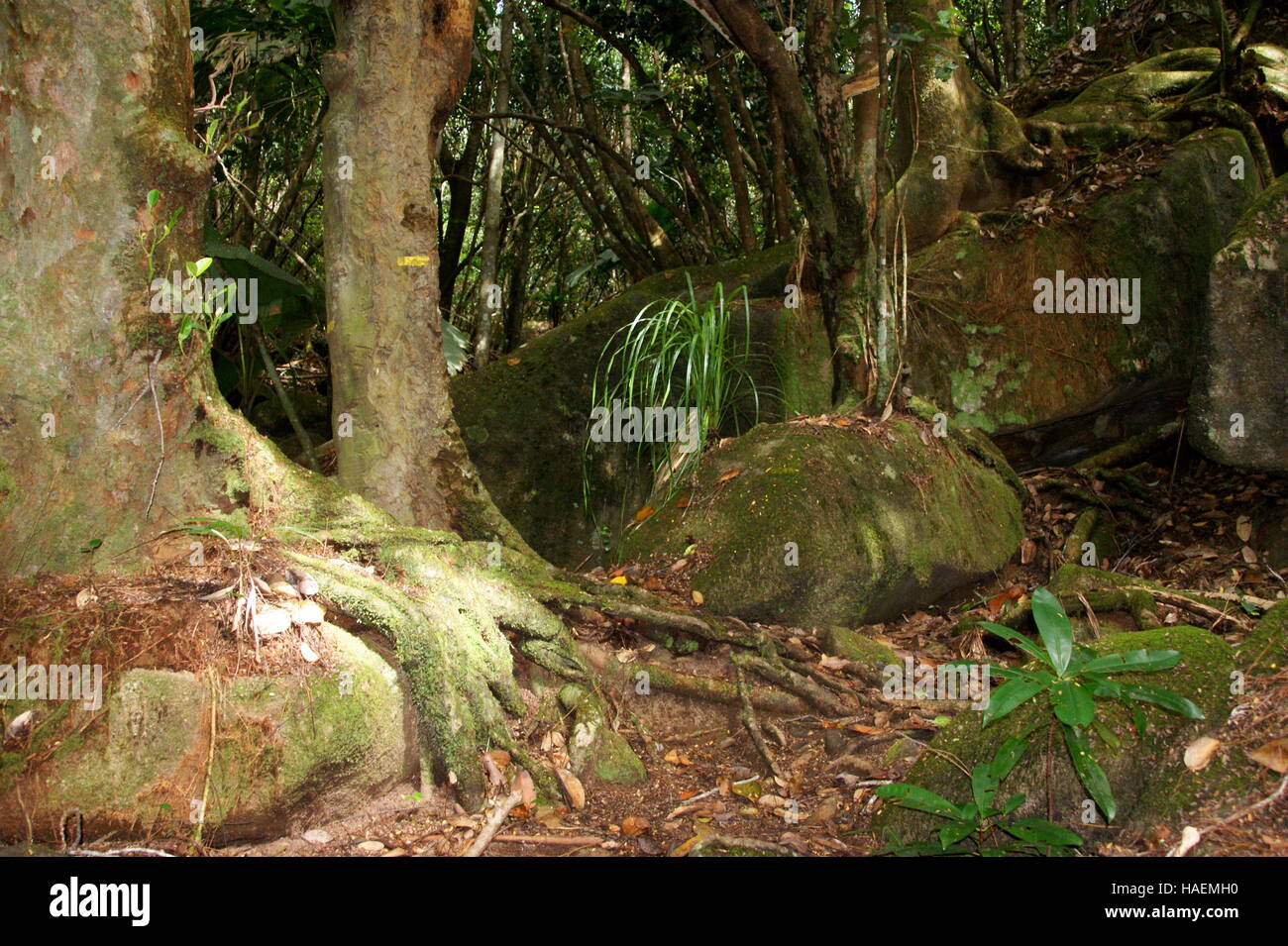 Tourist trails in the rainforest of Morne mountain. Mahe Island. Morne Seychellois National Park. Stock Photo