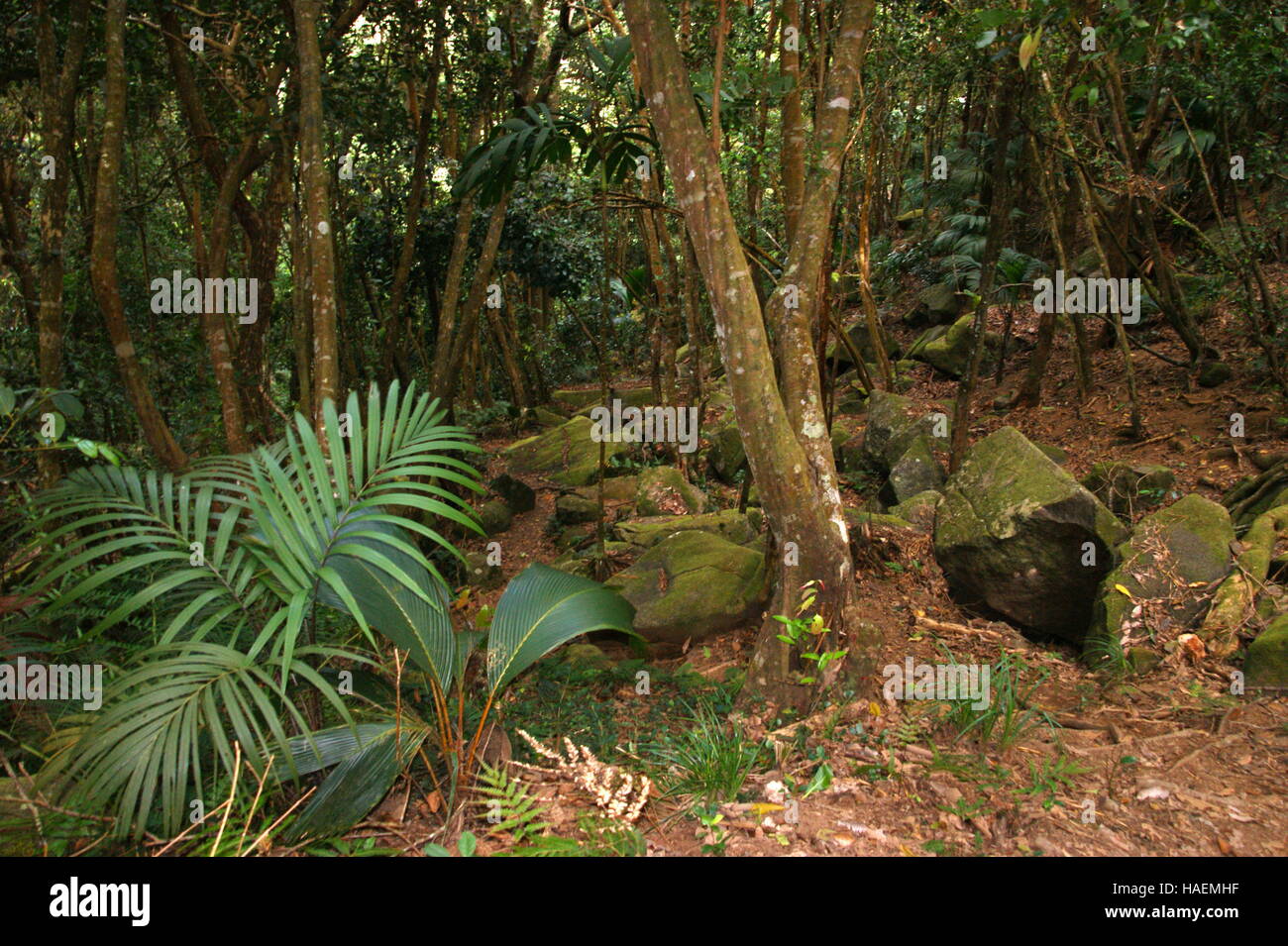 Tourist trails in the rainforest of Morne mountain. Mahe Island. Morne Seychellois National Park. Stock Photo