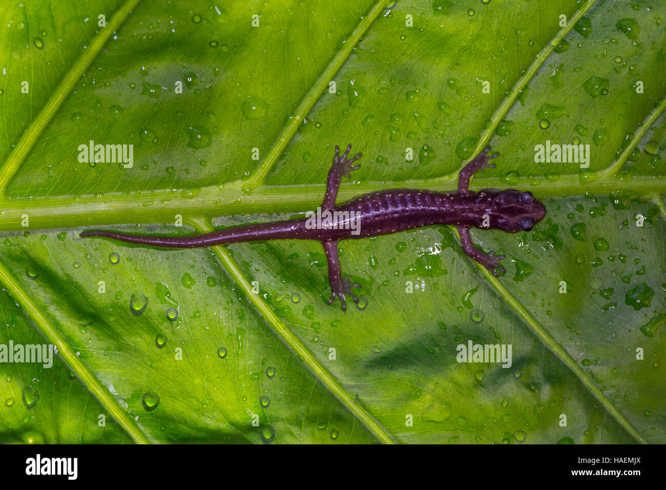 Arboreal Salamander, Aneides lugubris, city of Novato, Marin County, California Stock Photo