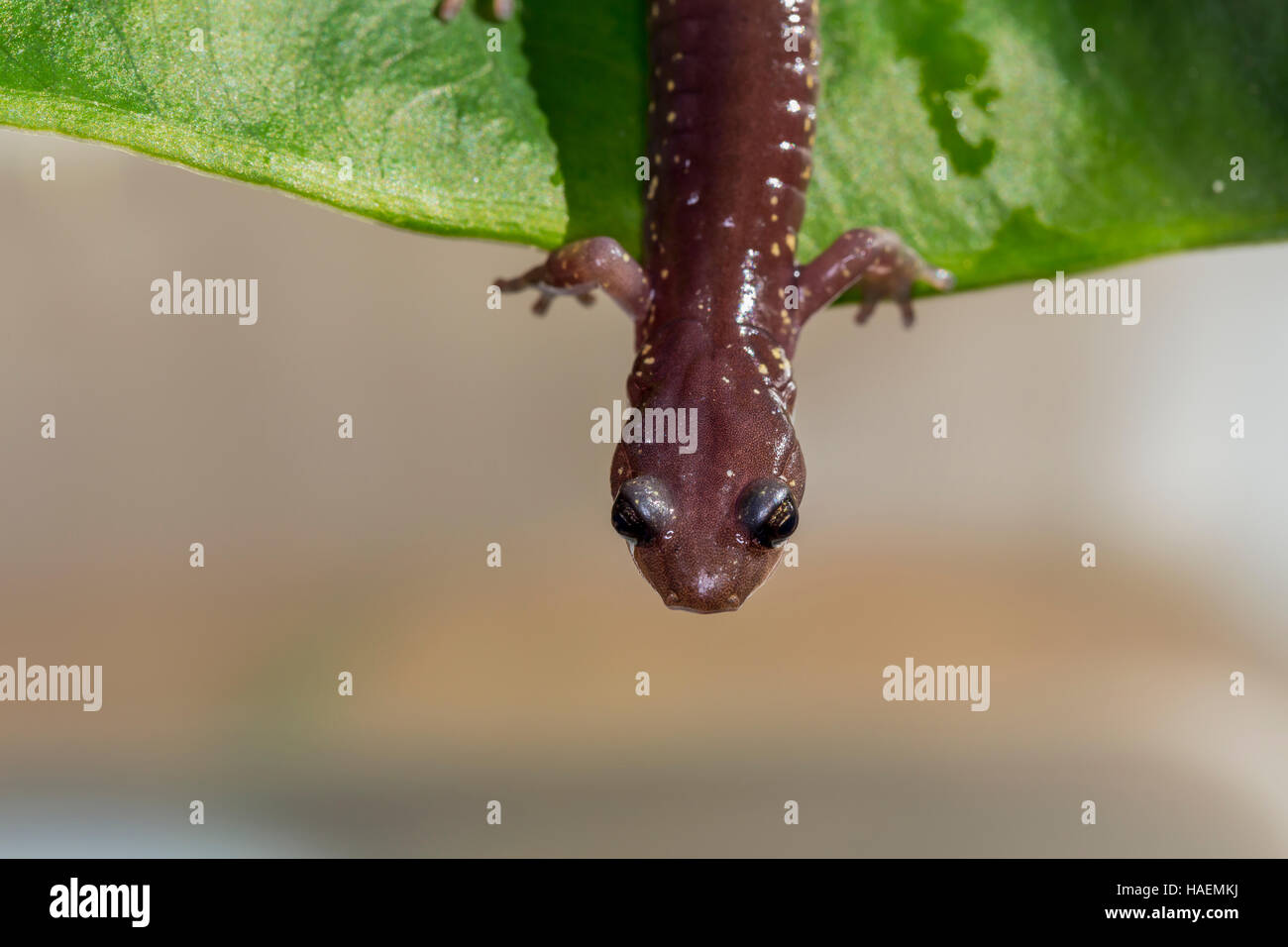 Arboreal Salamander, Aneides lugubris, city of Novato, Marin County, California Stock Photo