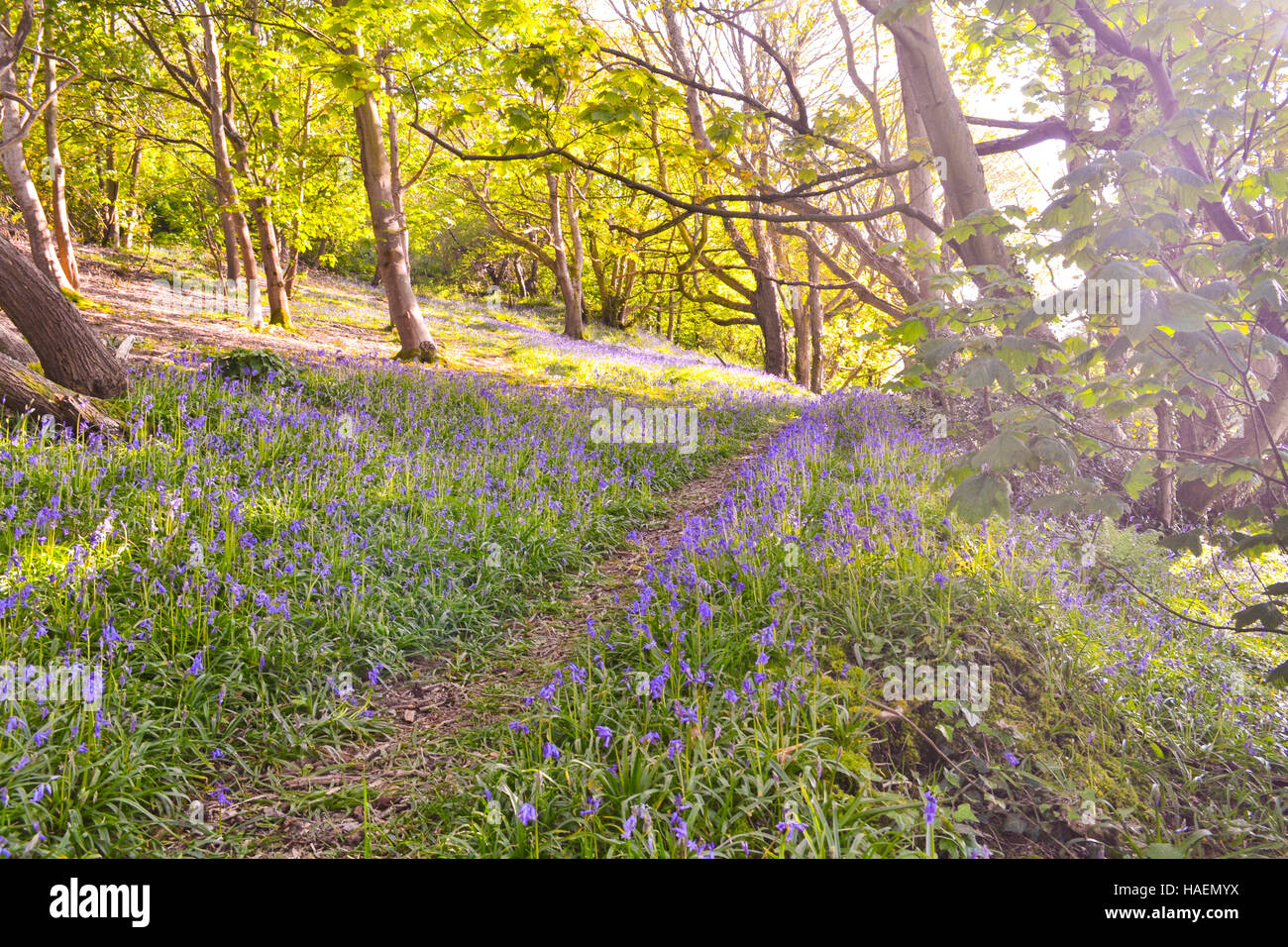 Forest filled with bluebells on the isle of Wight in Whitwell. Lovely blue flowers cascading across the woodland ground Stock Photo